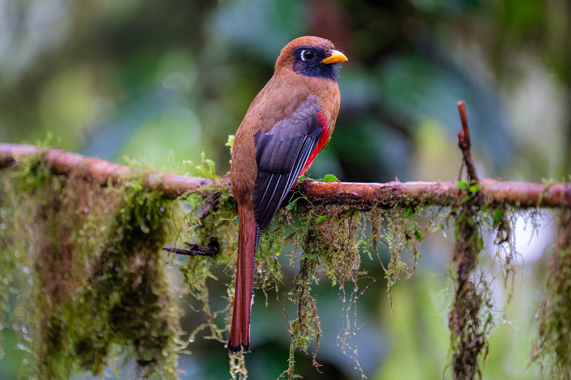 Masked Trogon (female)
