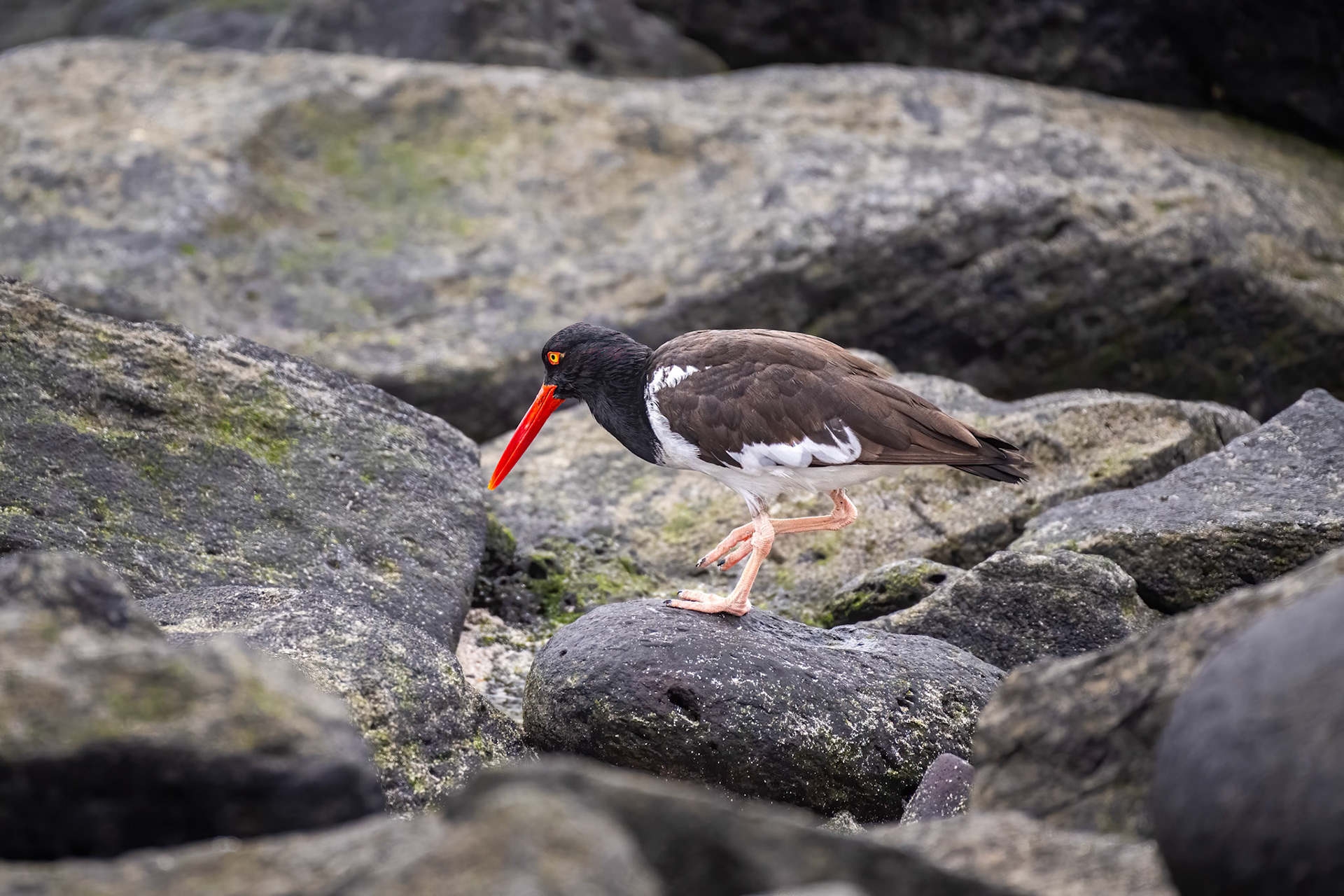 American Oystercatcher