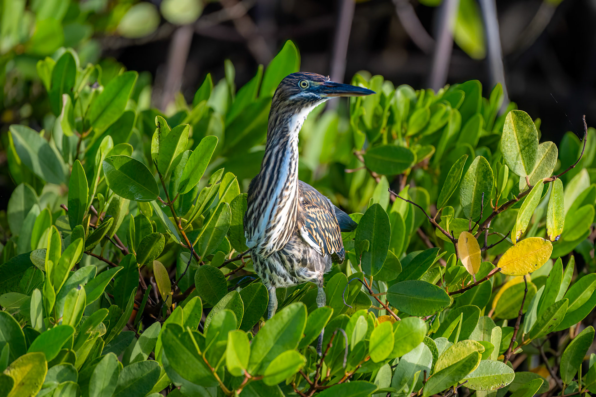 Striated Heron