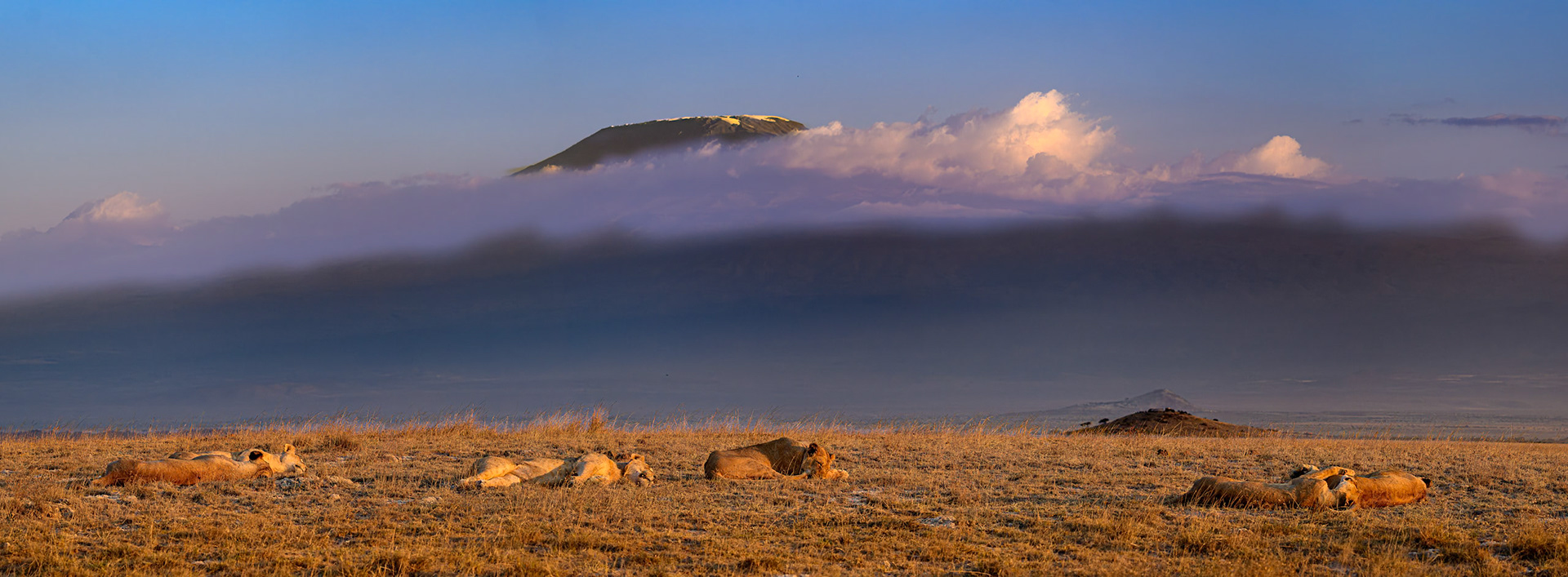 Mount Kilimanjaro and pride of lions