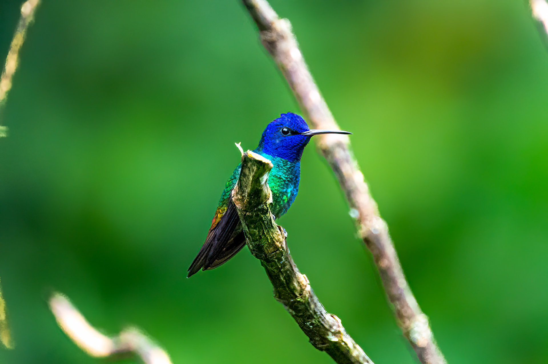 Golden-tailed Sapphire