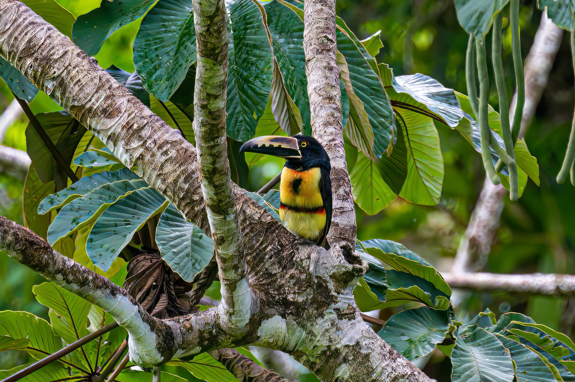 Collared Aracari