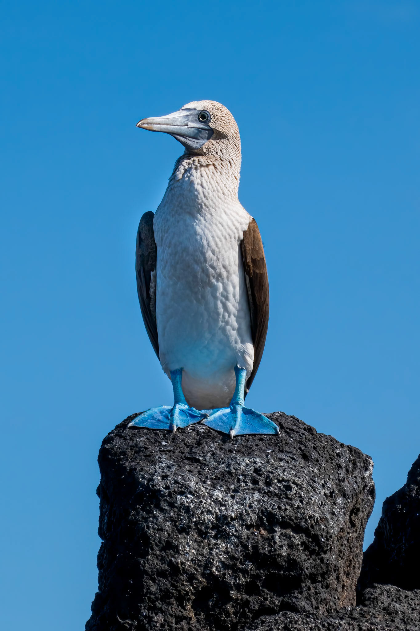 Blue-footed Booby