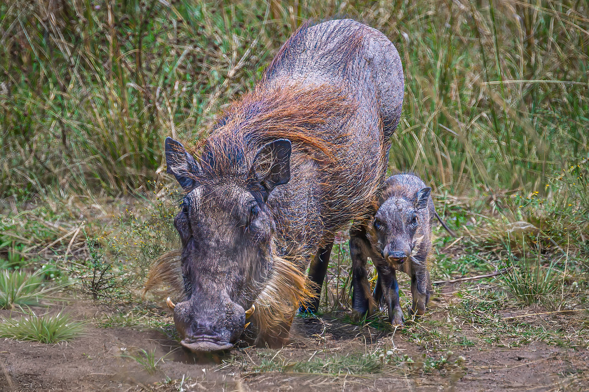 Warthog