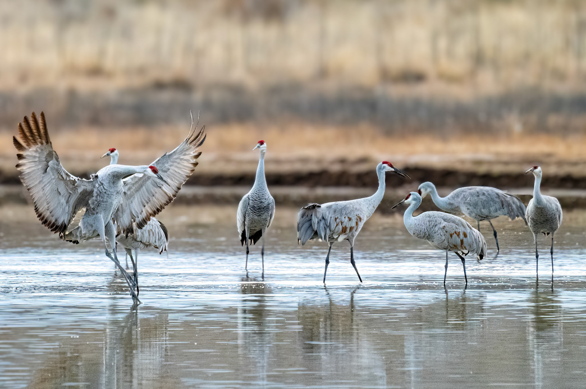 Sandhill Cranes
