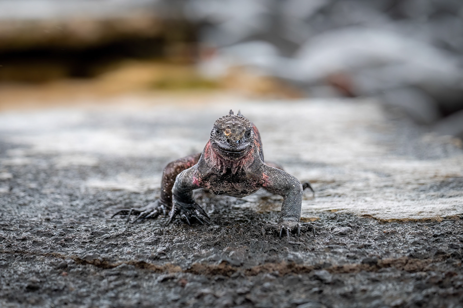 Galapagos Marine Iguana - Espanola Island