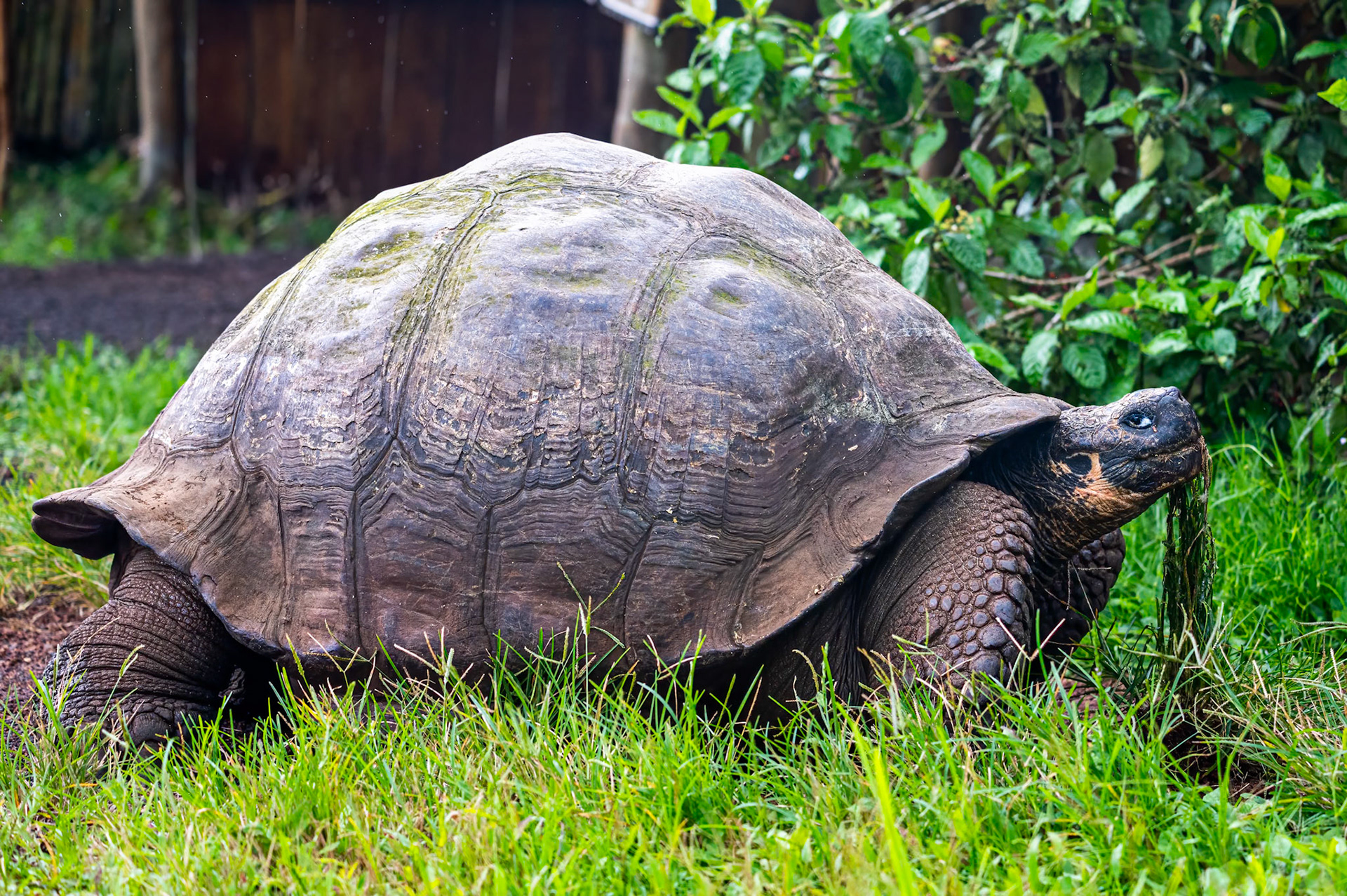 Galapagos Giant Tortoise