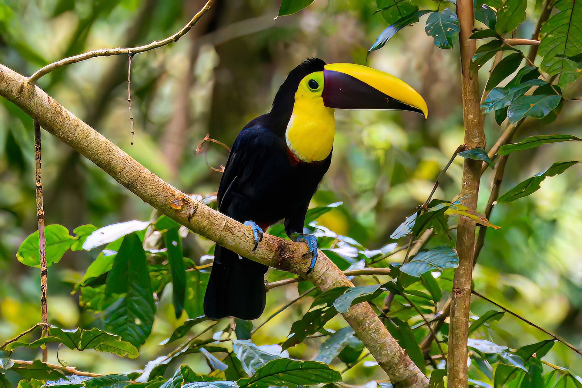 Yellow-throated Toucan
