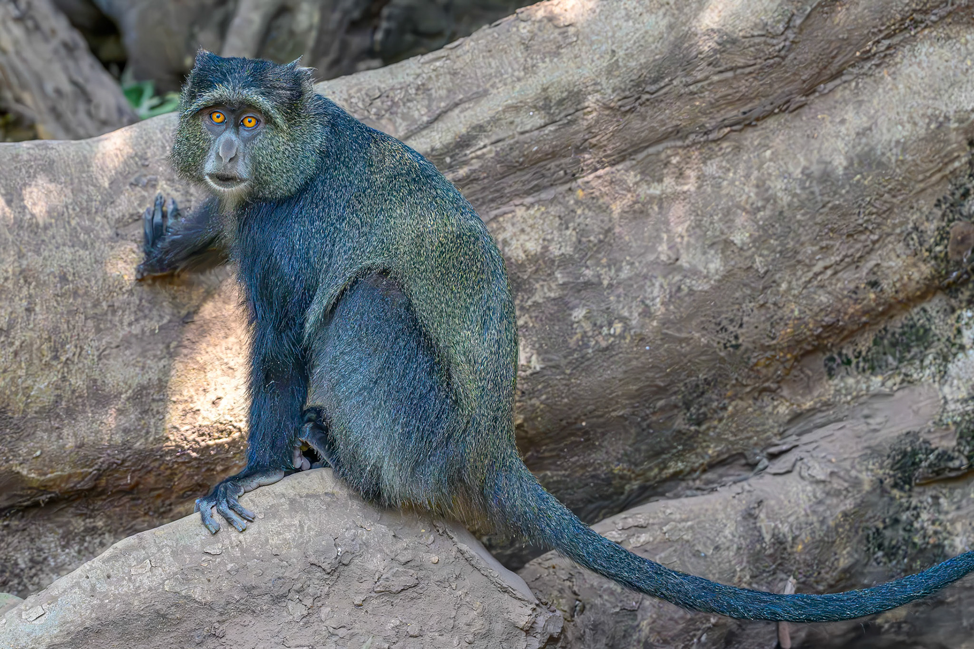 Blue Monkey