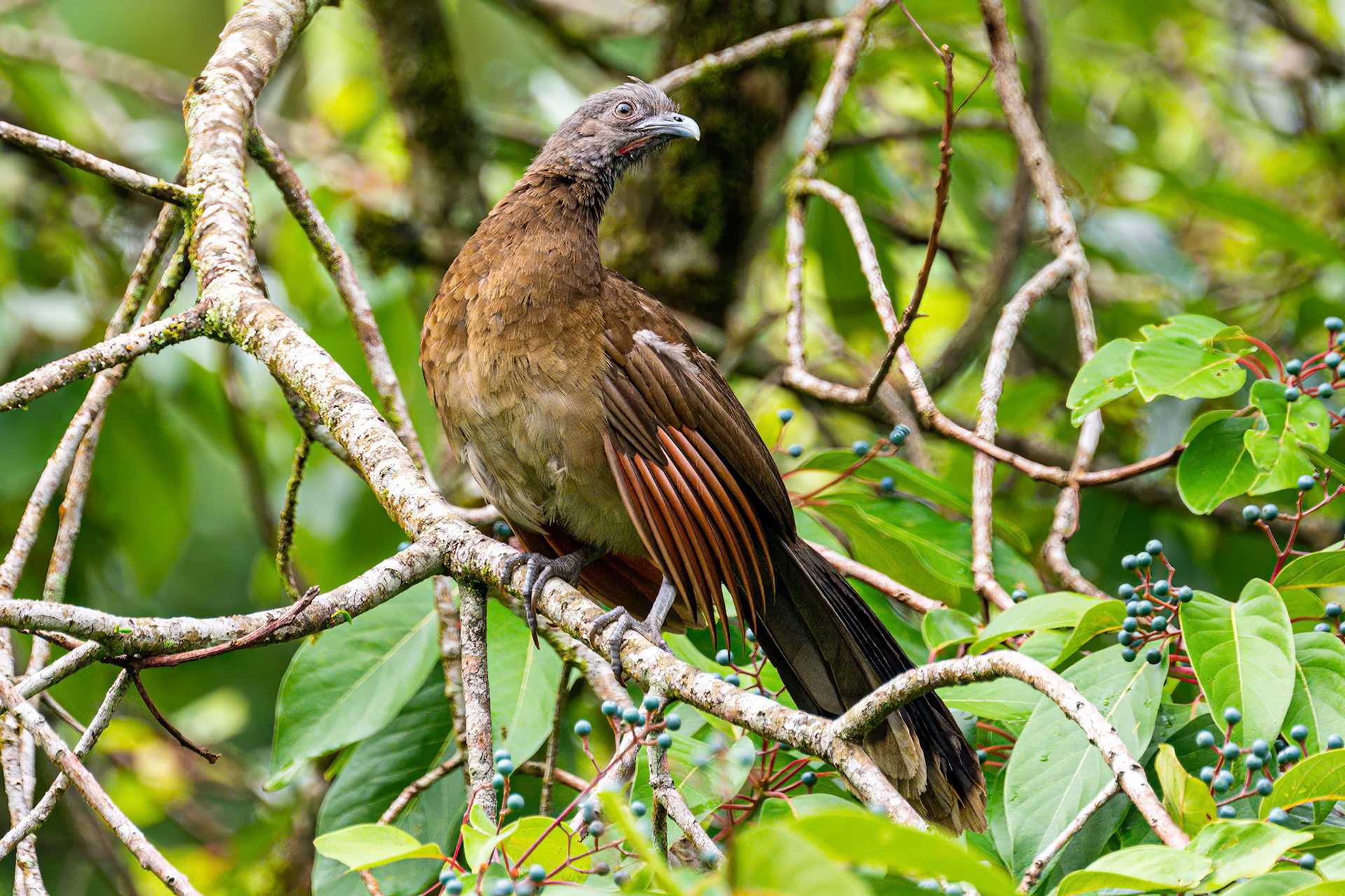 Gray-headed Chachalaca