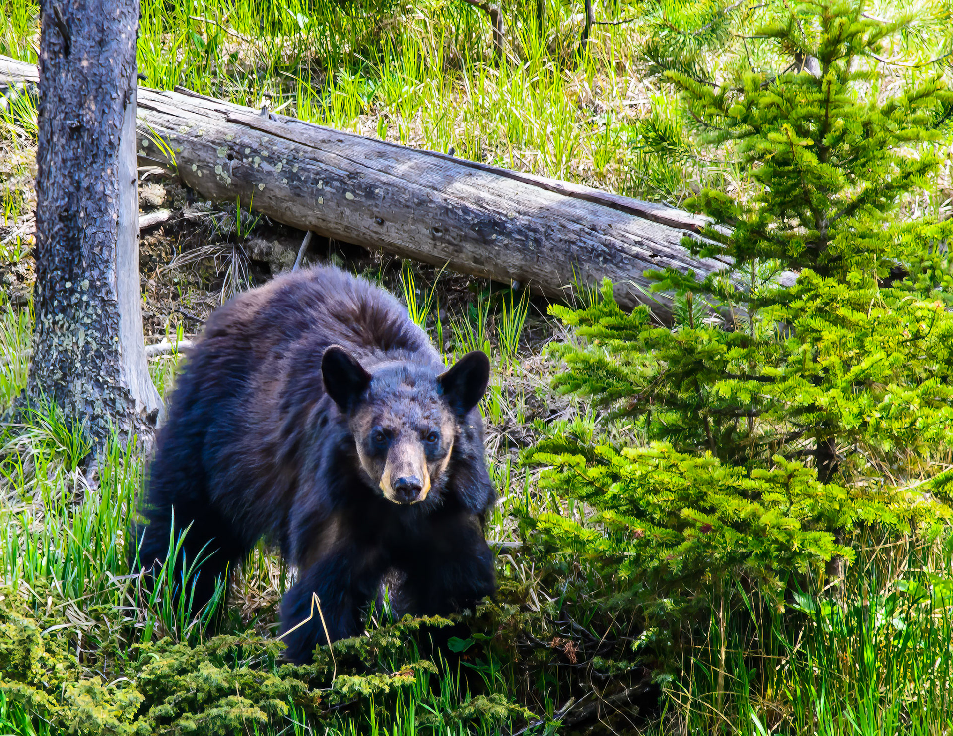 Black Bear