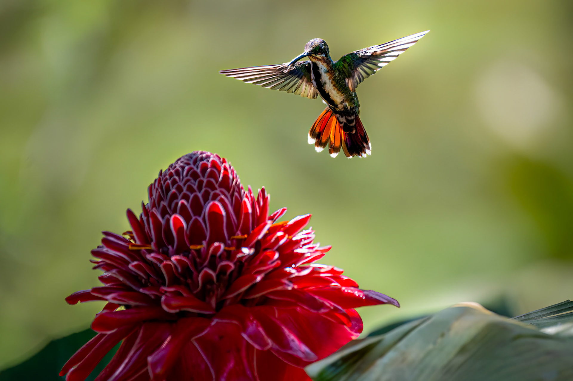 Green-breasted Mango