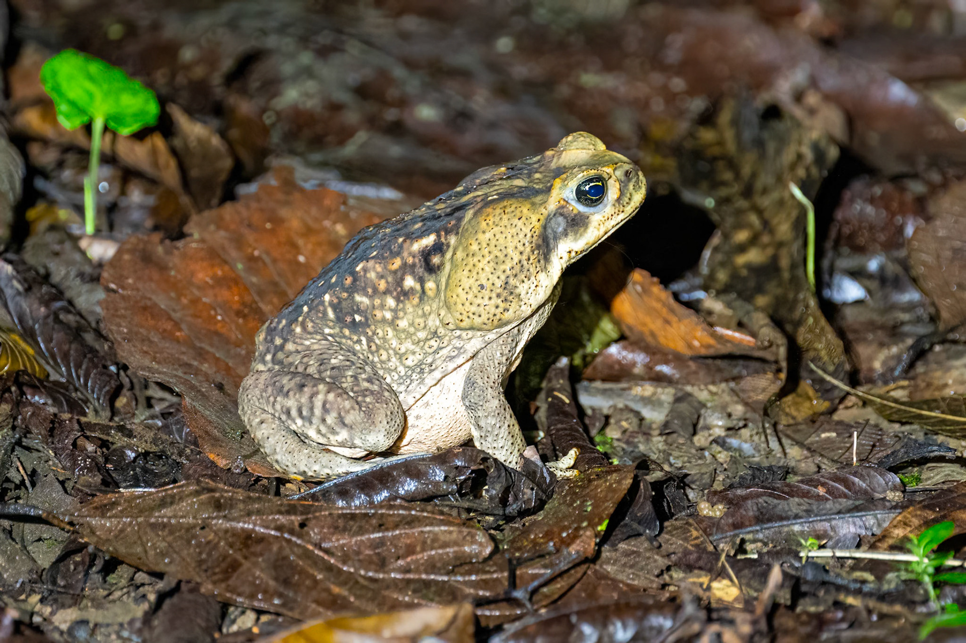 Bull Frog