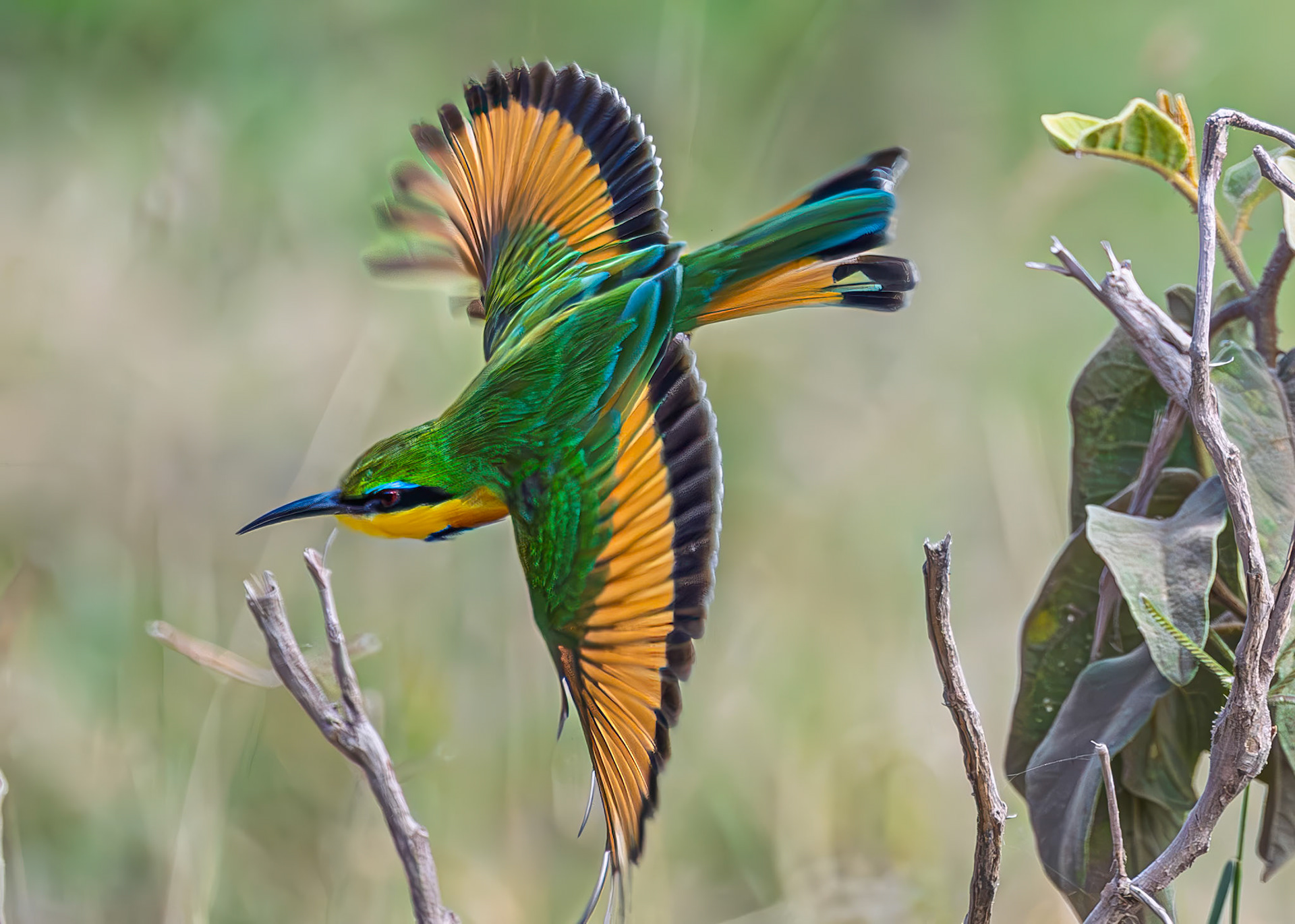 Little Bee-eater