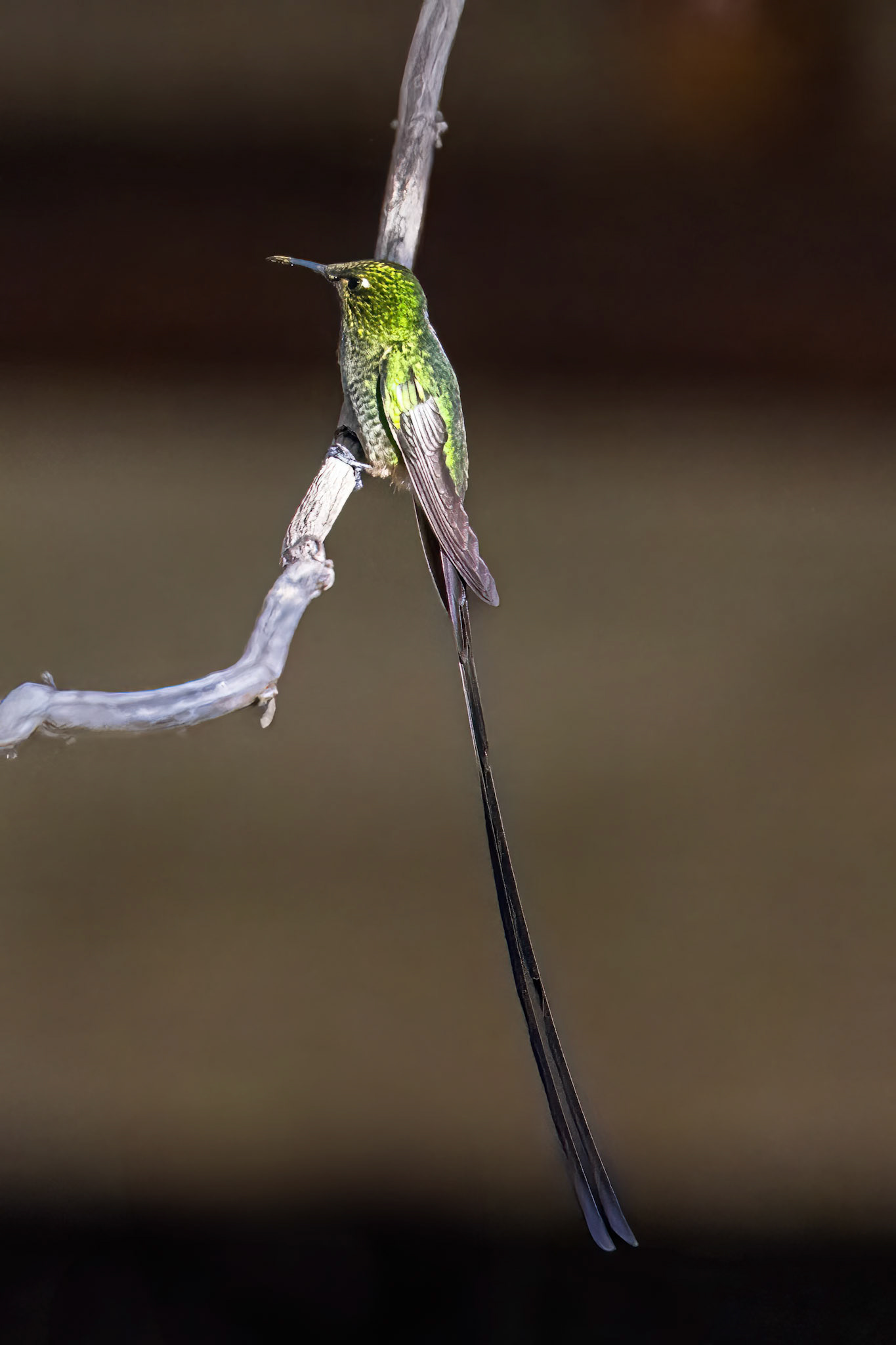 Black-tailed Trainbearer