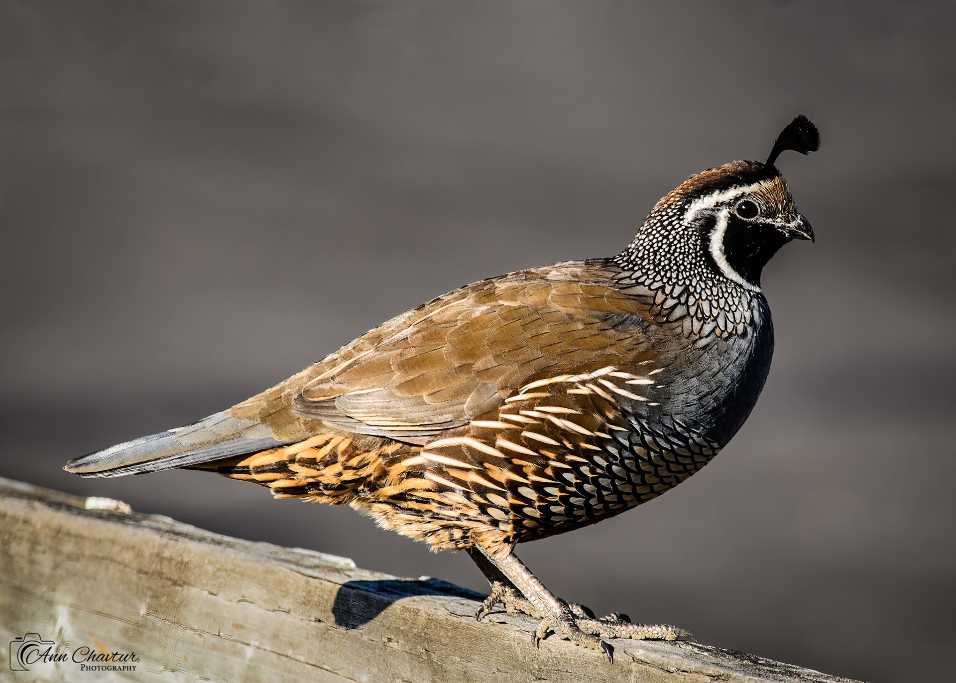 California Quail