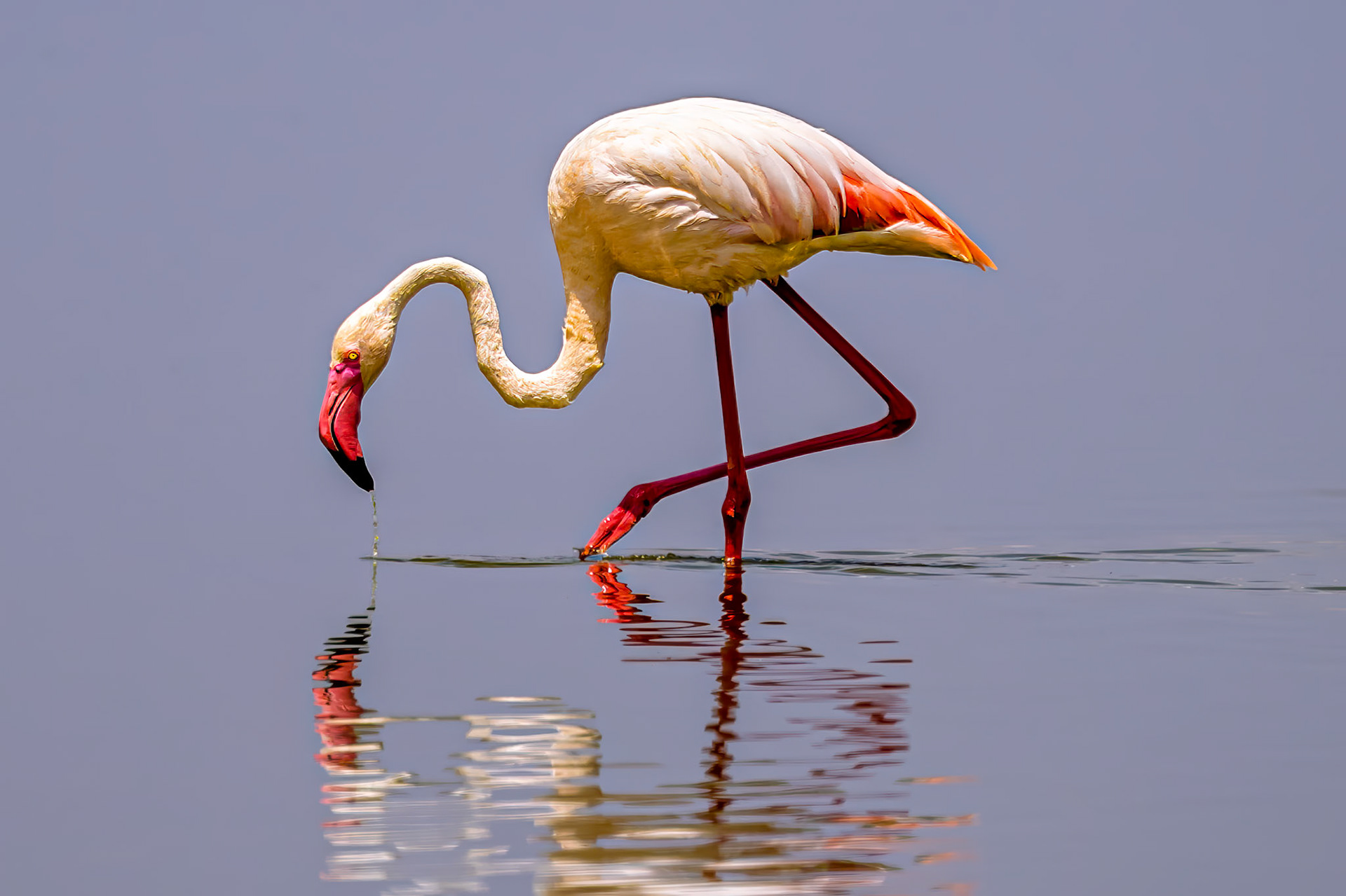 Greater Flamingo