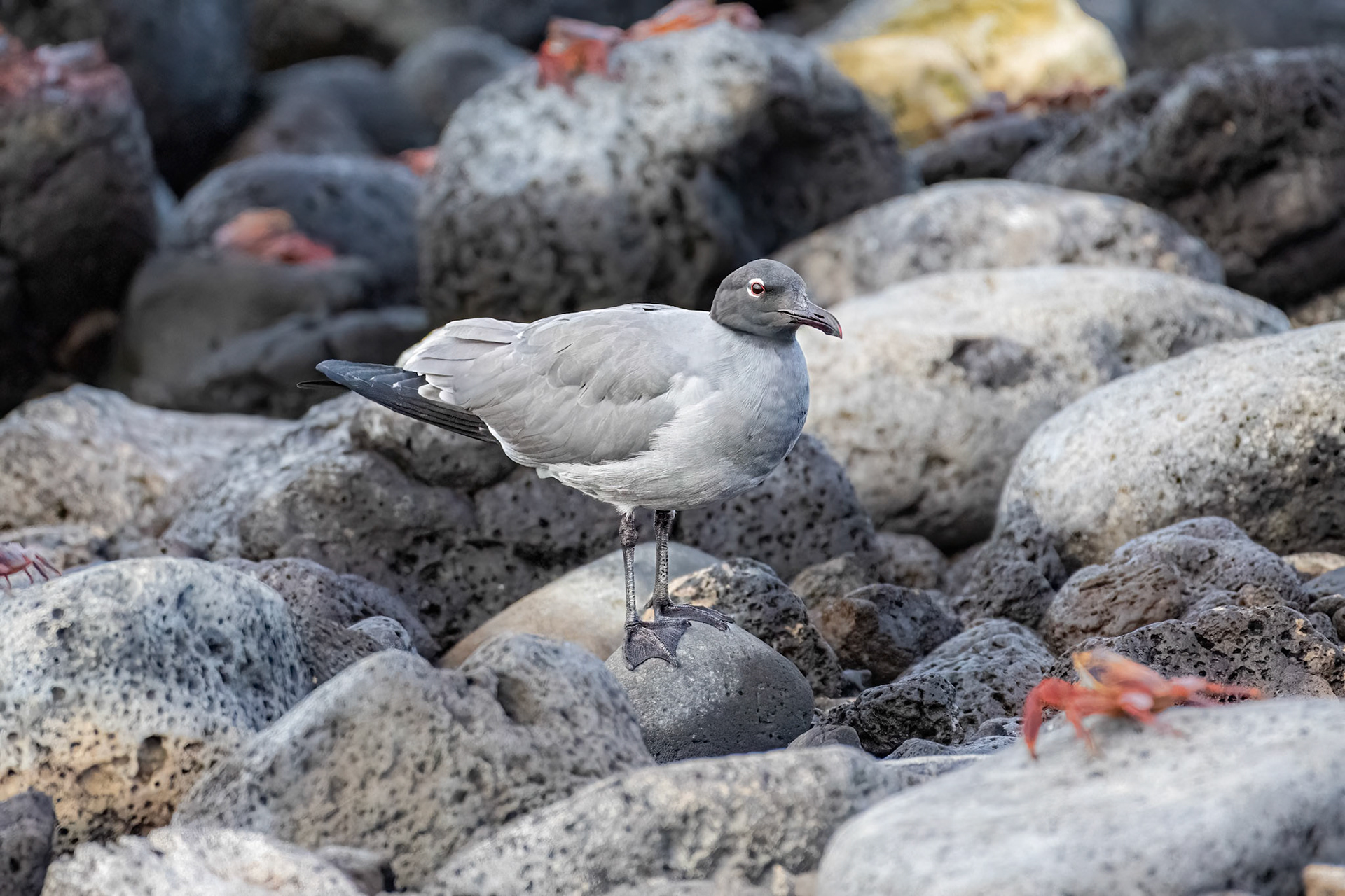 Lava Gull