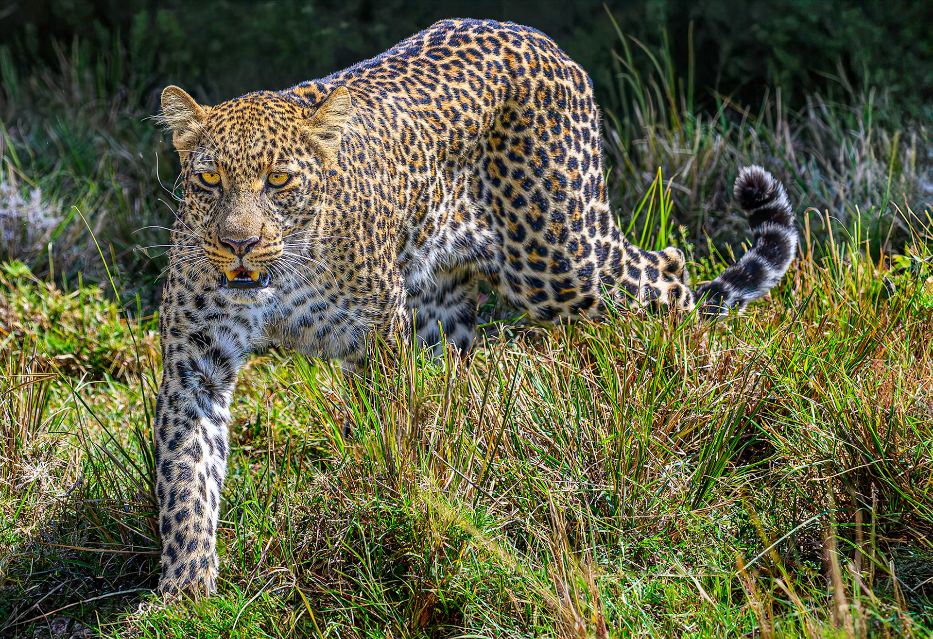Leopard