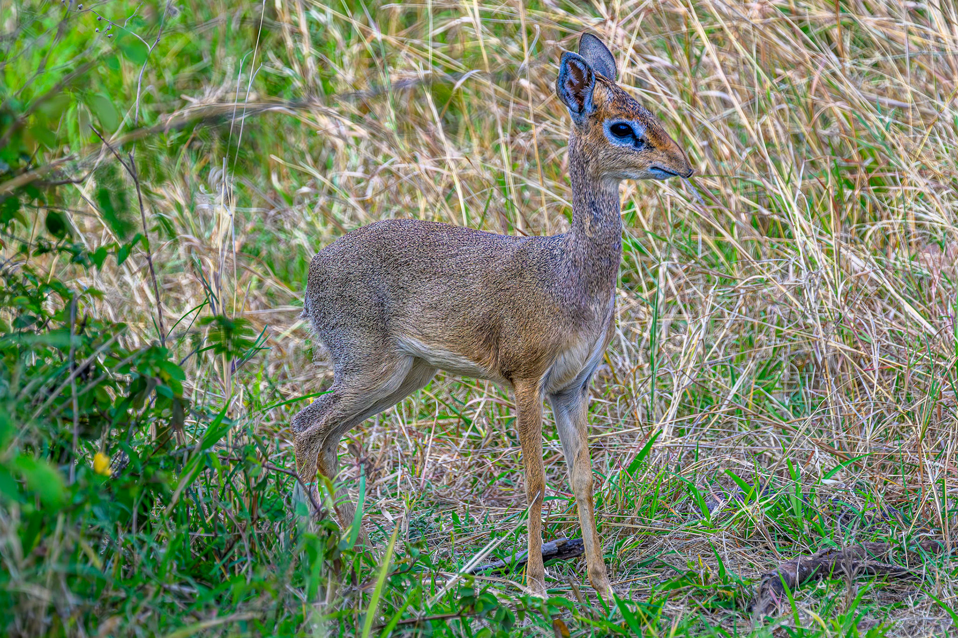 Dik-dik