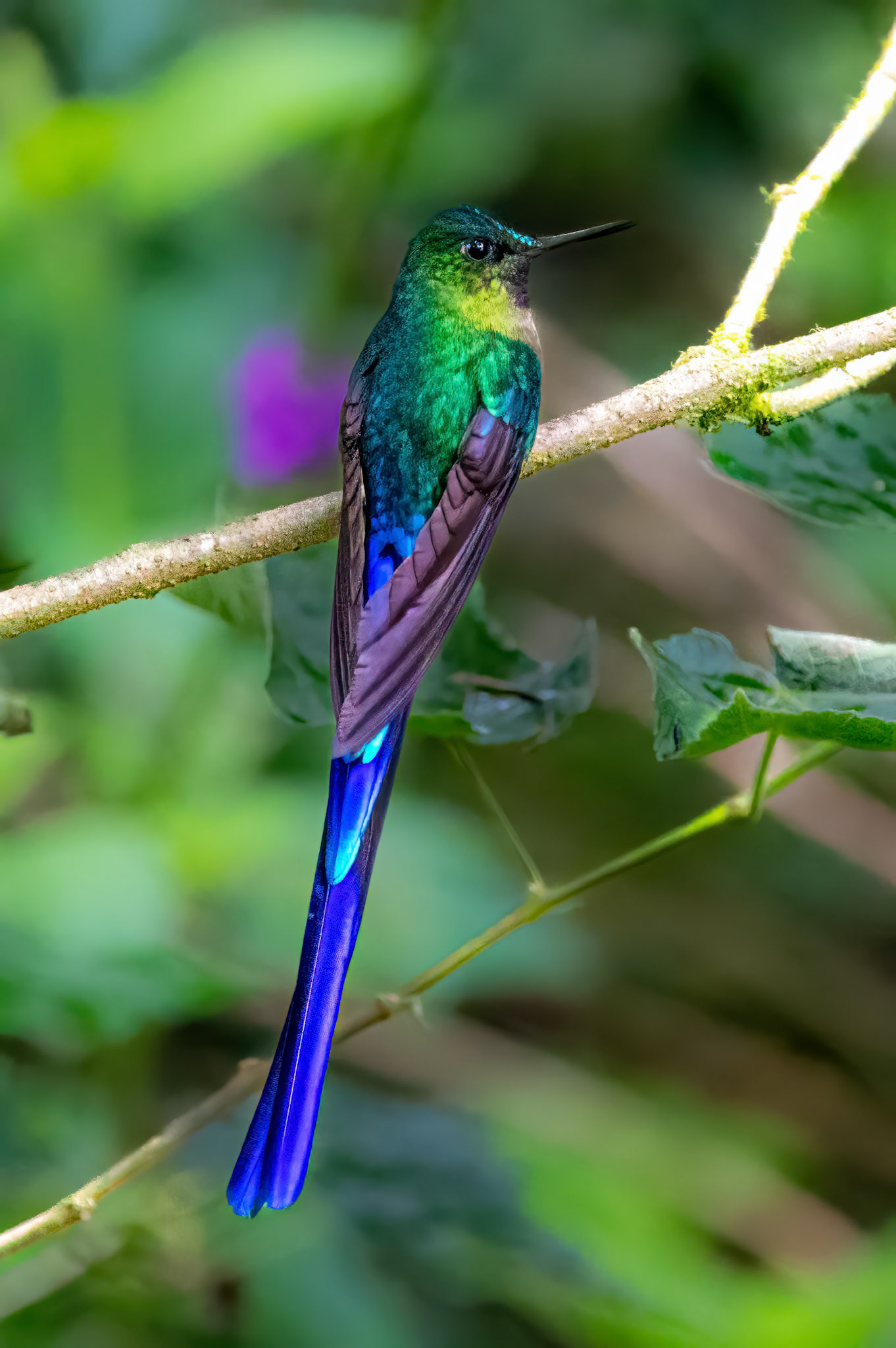 Violet-tailed Sylph