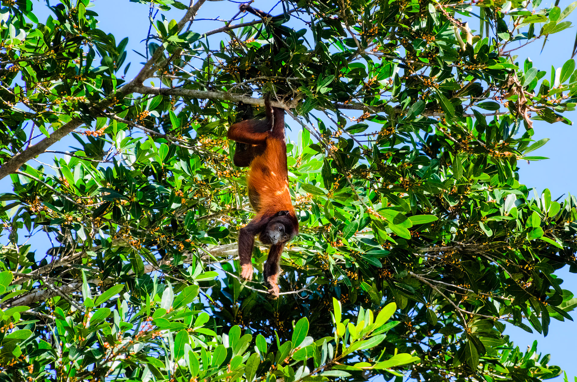 Red Howler Monkey