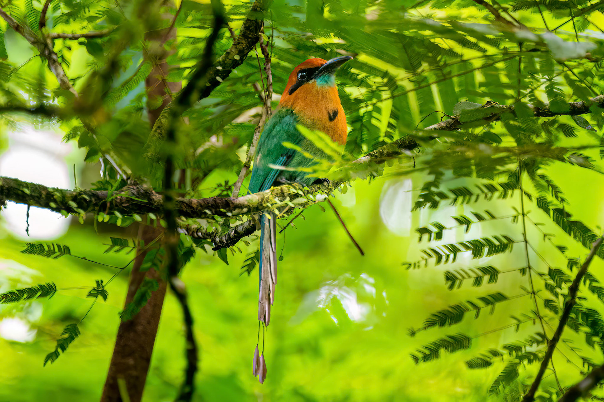 Broad-billed Motmot