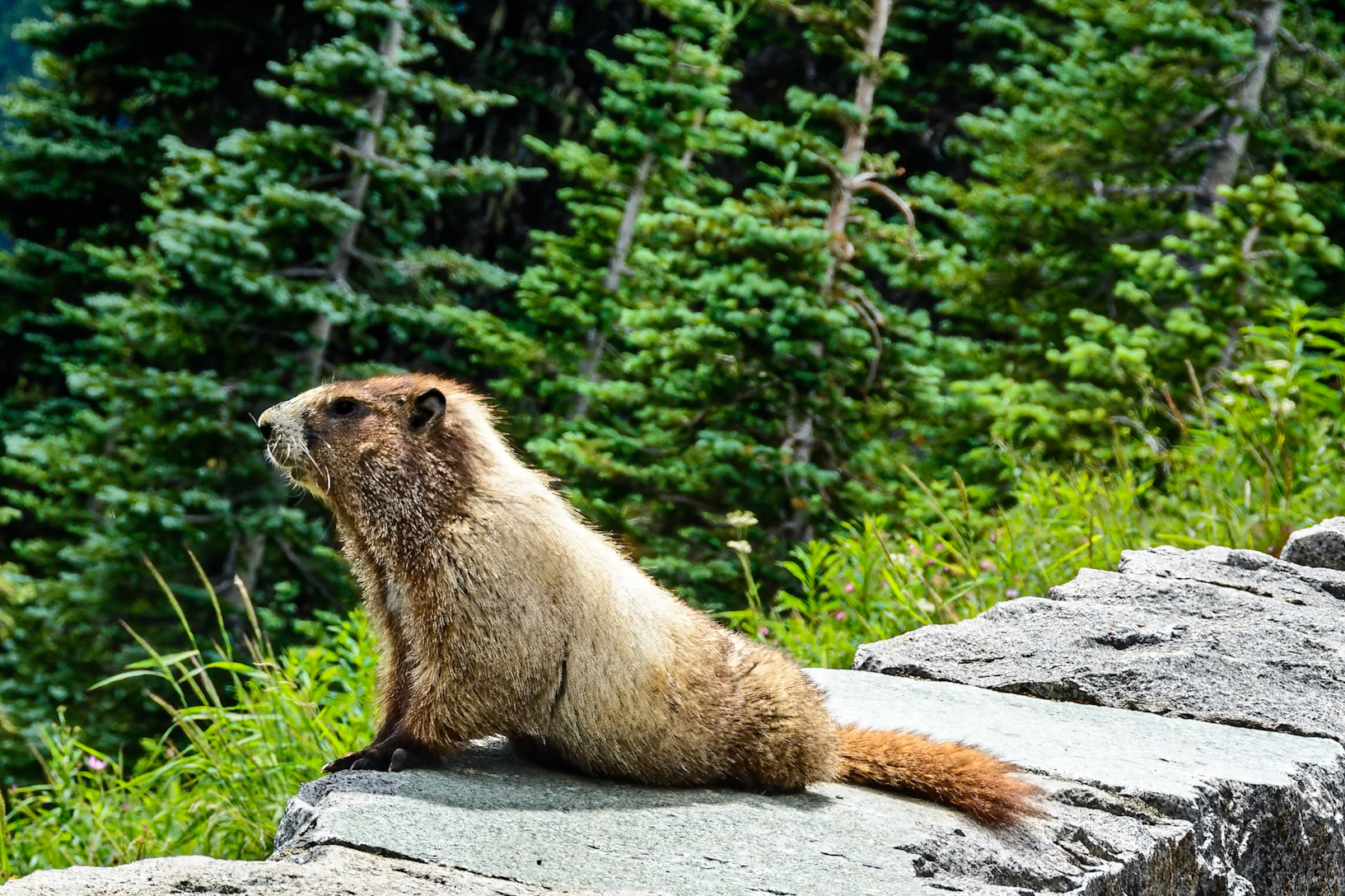 Hoary Marmot