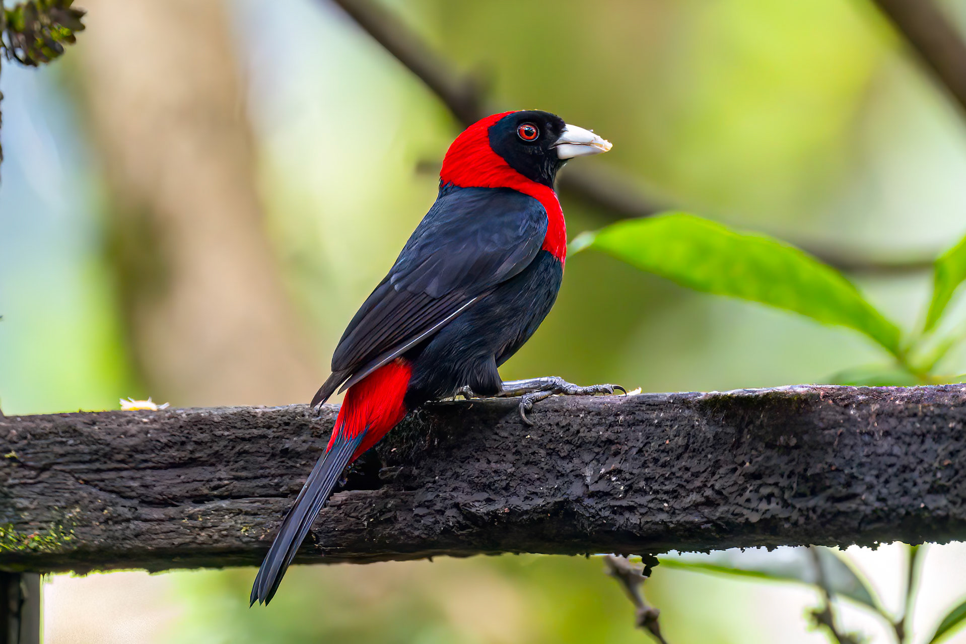 Crimson-collared Tanager