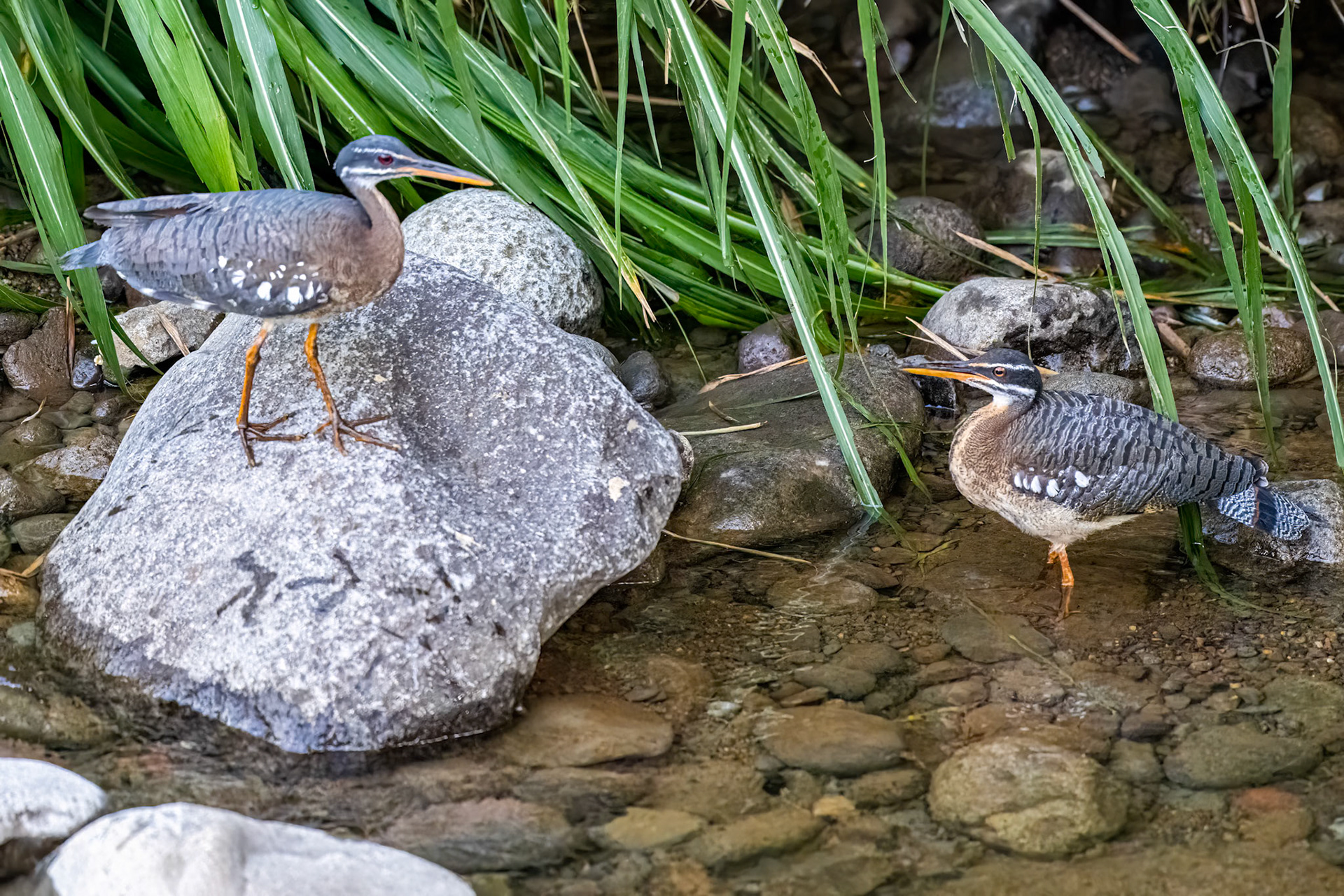 Sunbittern