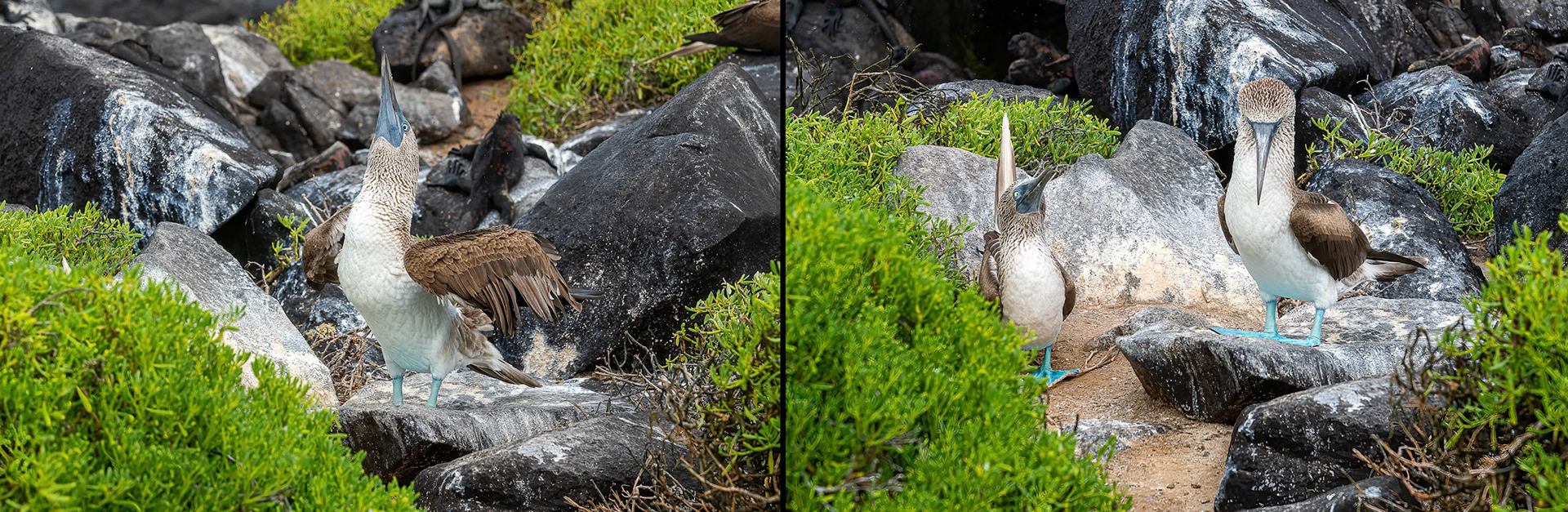 Blue-footed Booby looking to impress a female. Courtship move called "sky-pointing".