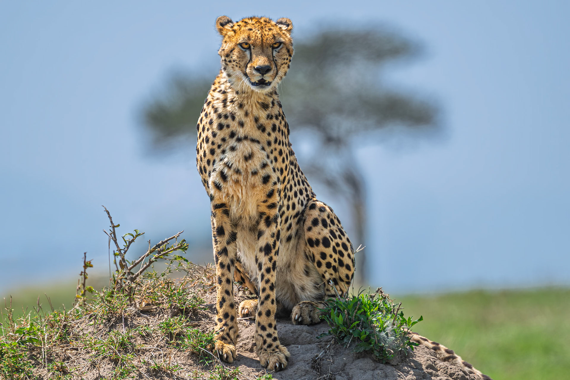 Cheetah
