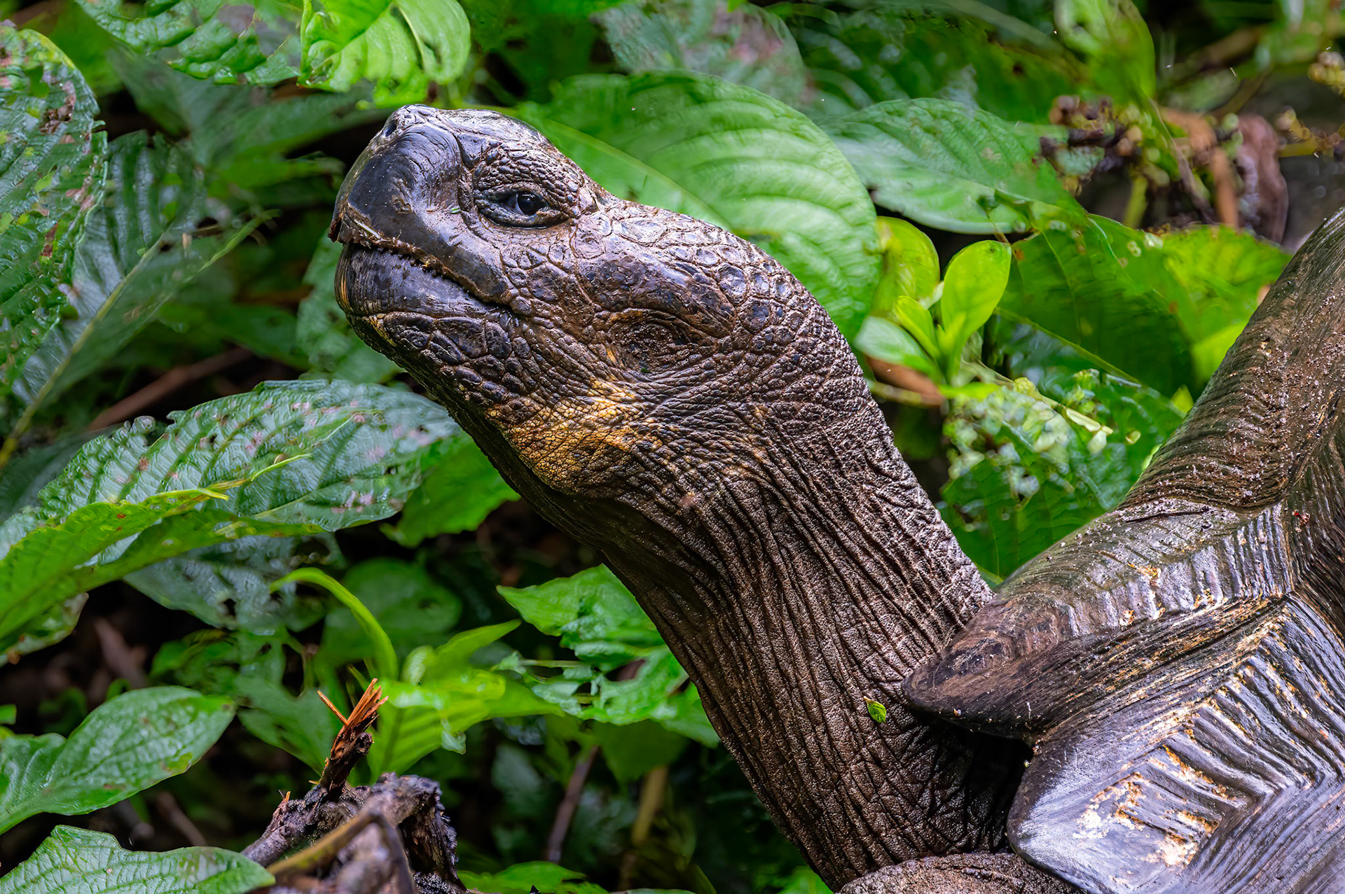 Galapagos Giant Tortoise