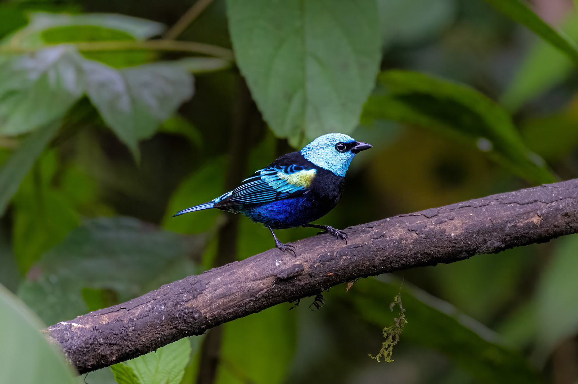 Blue-necked Tanager