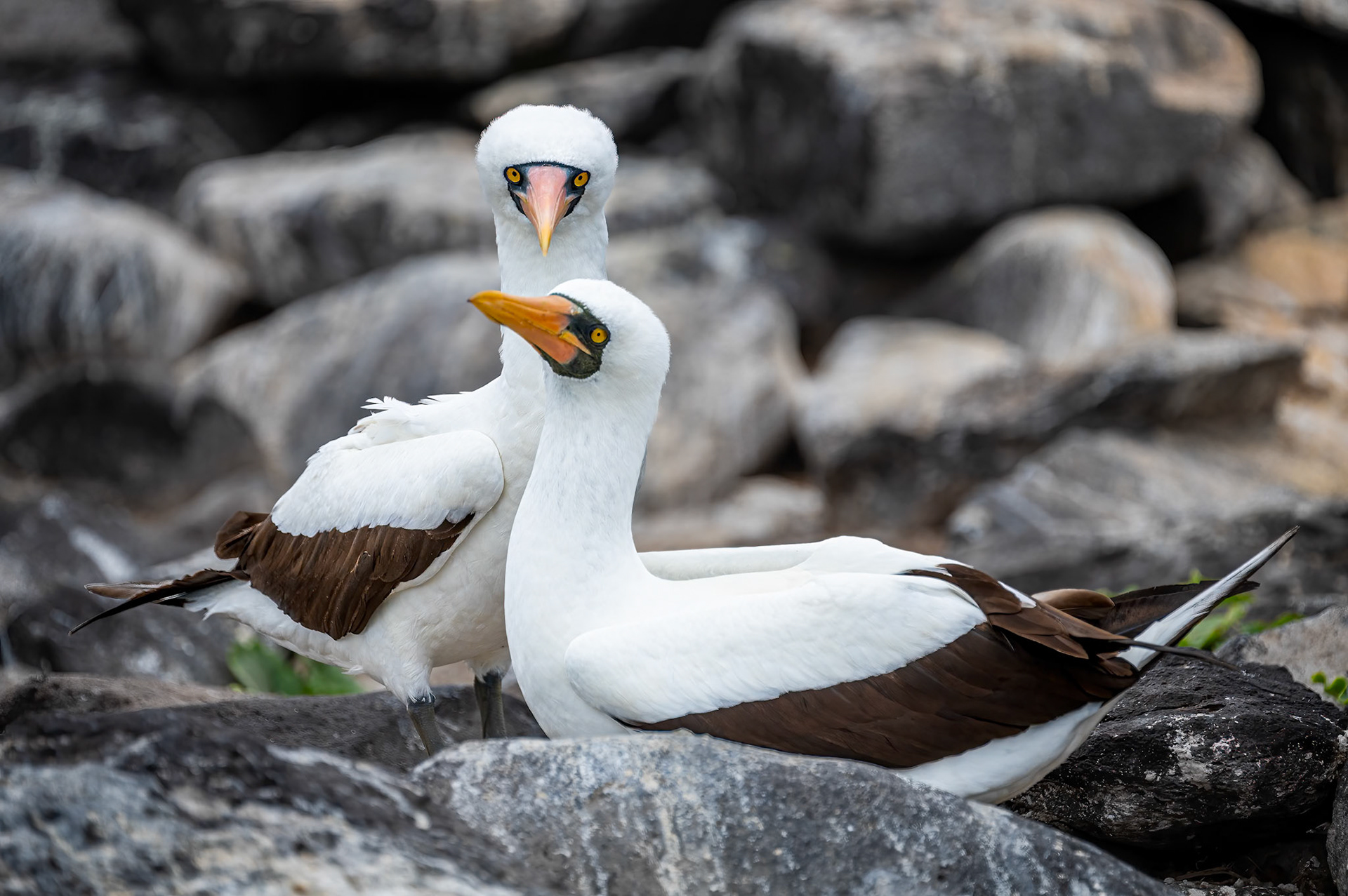 Nazca Booby