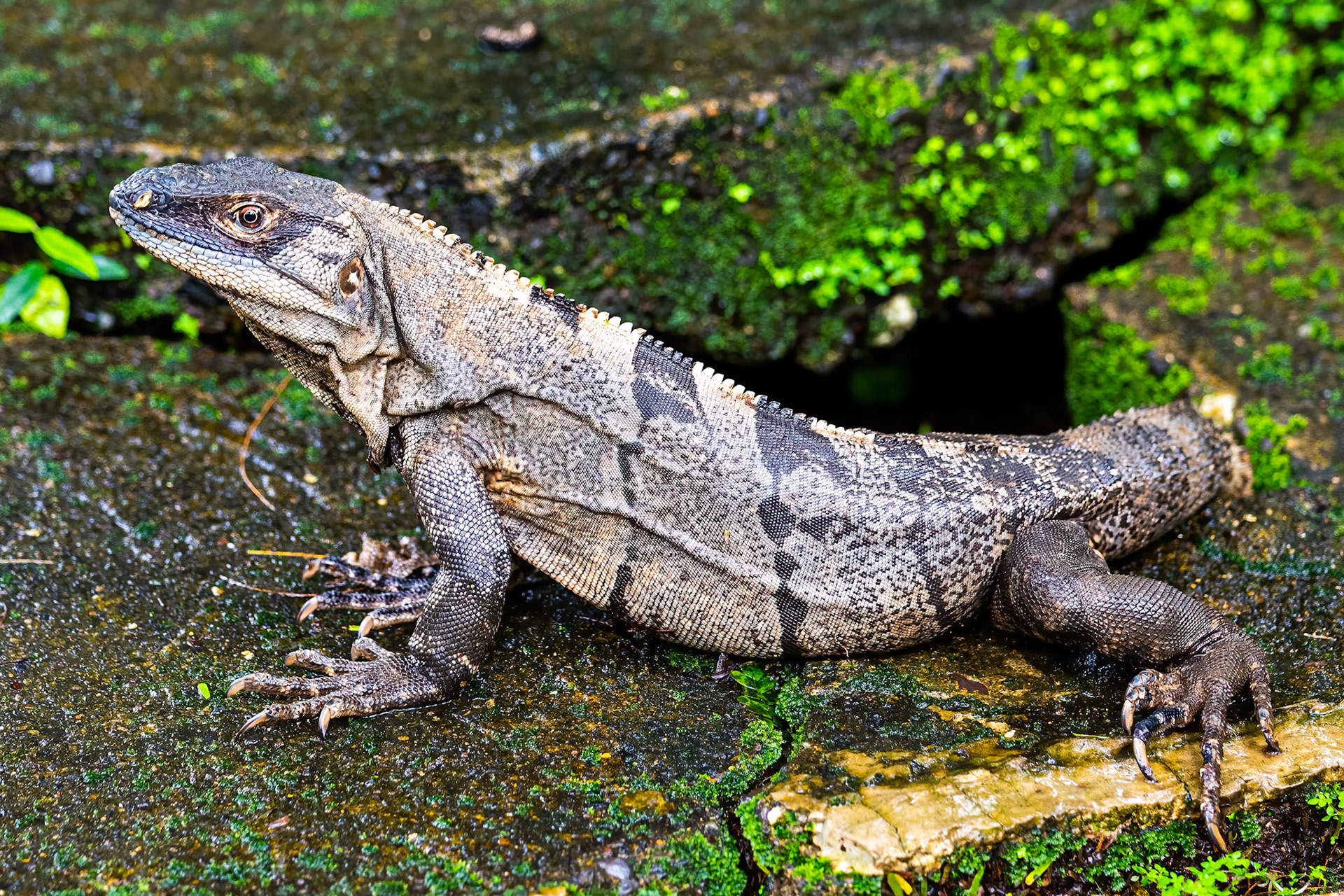 Black Spiny Iguana