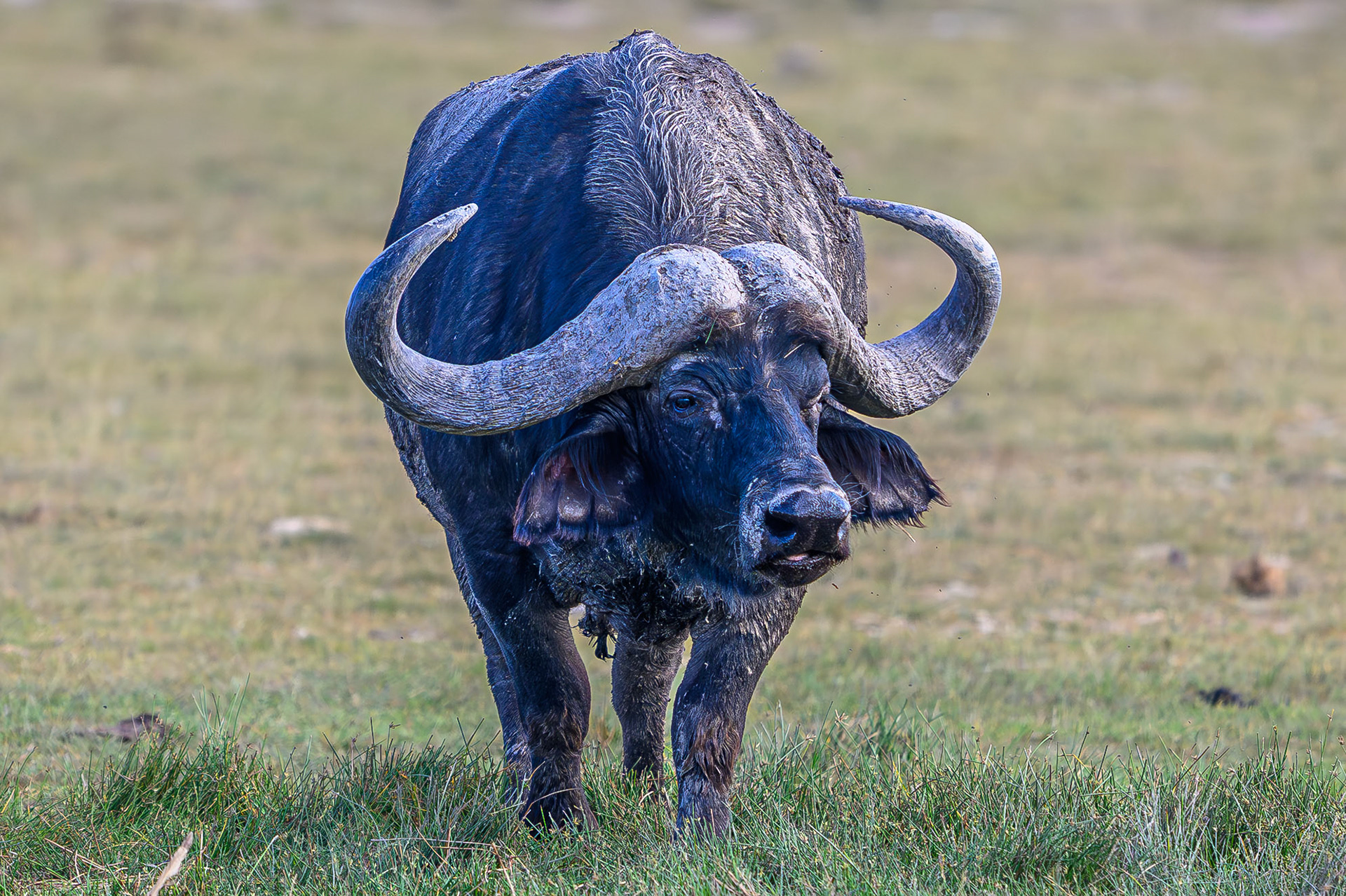 Cape Buffalo