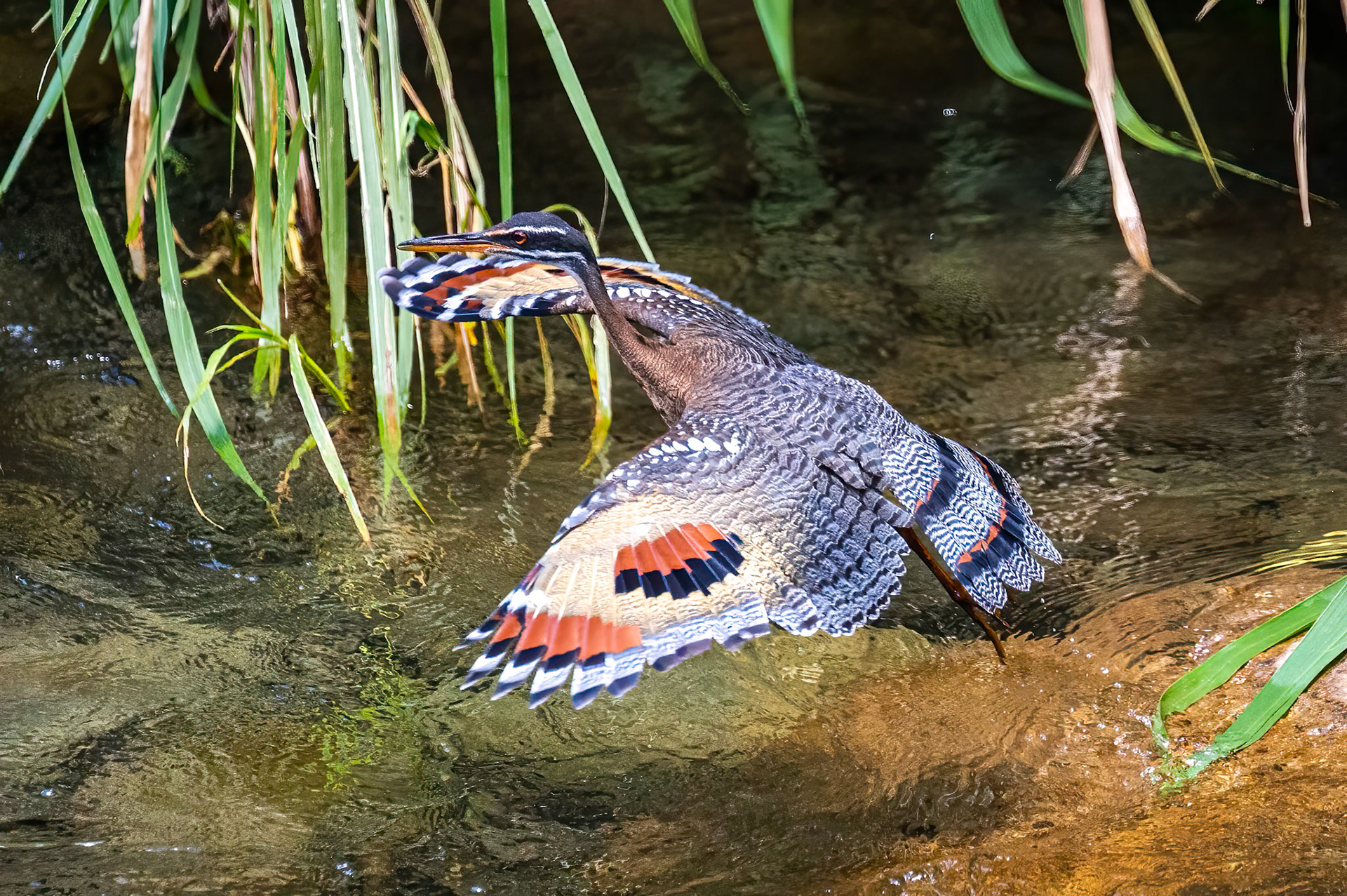 Sunbittern