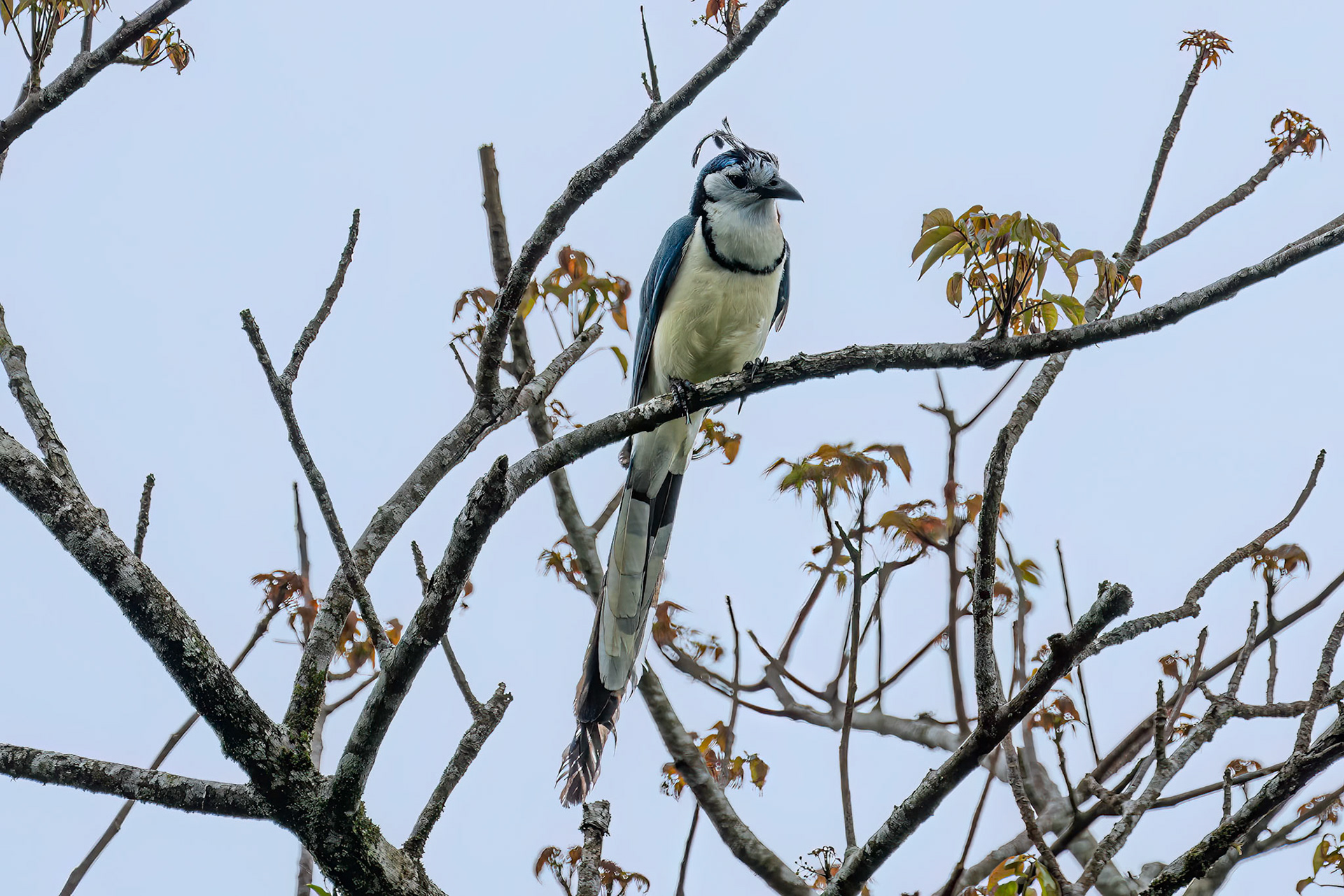 White-throated Magpie-Jay