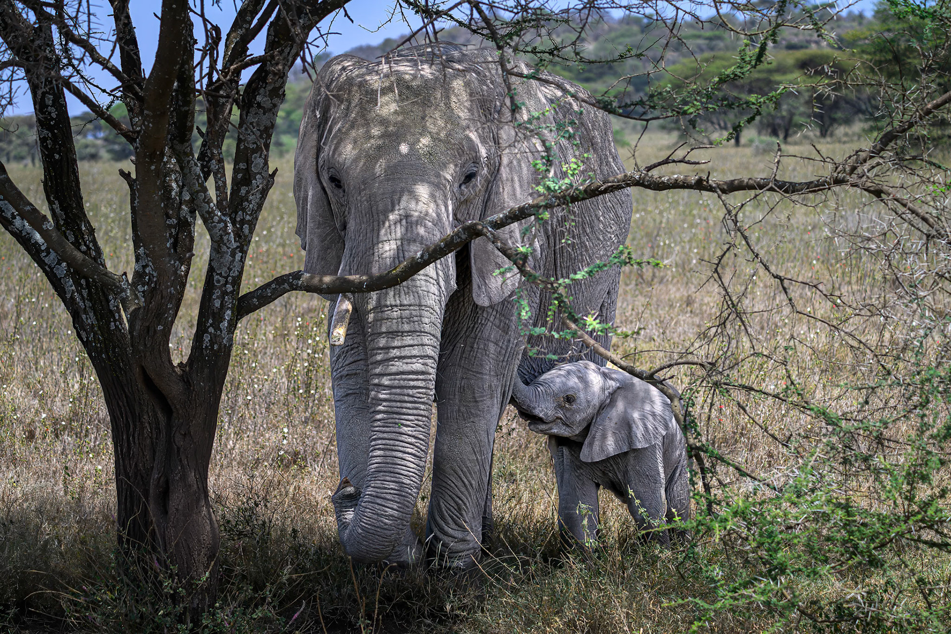 Elephant with nursing calf