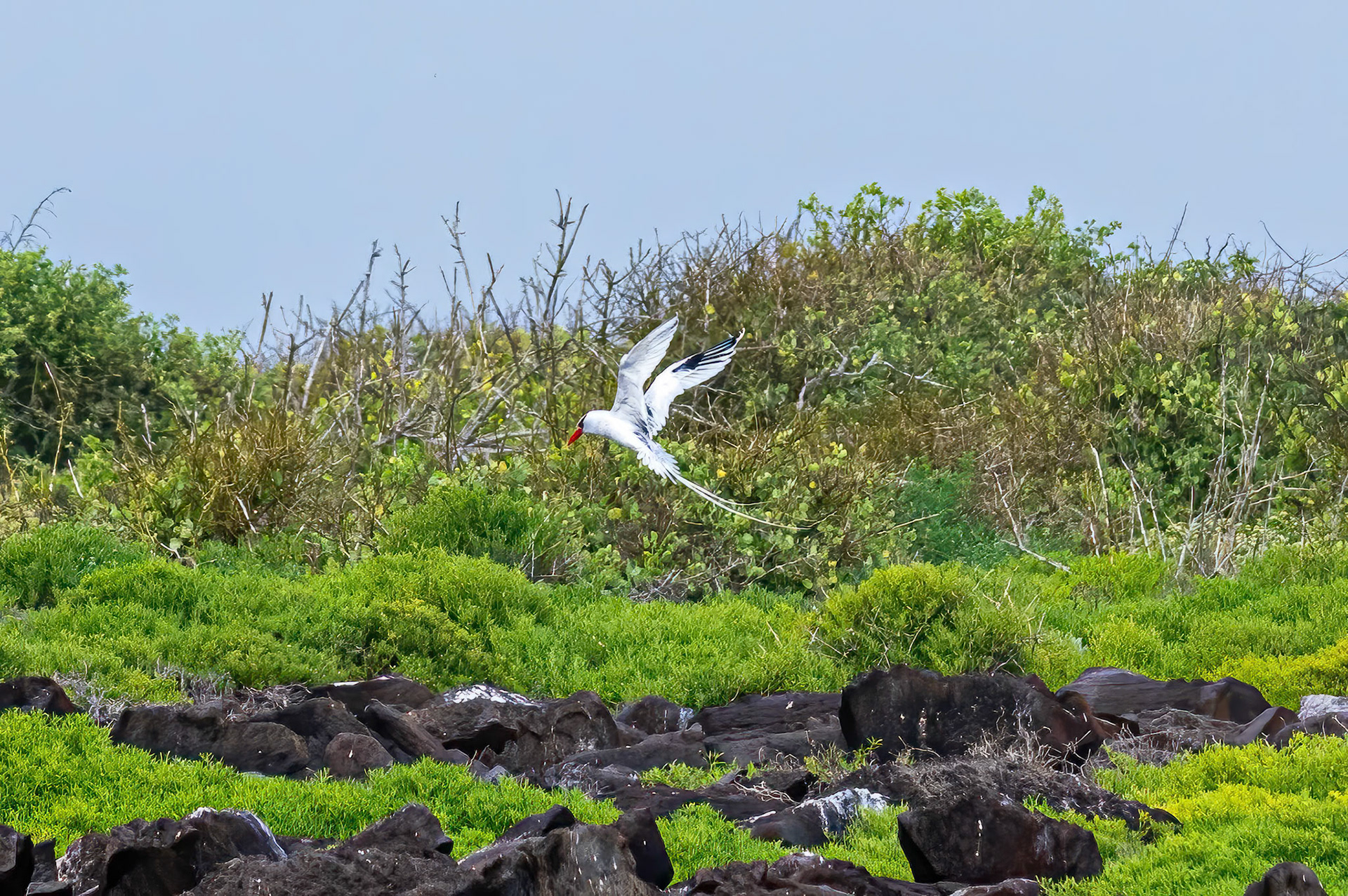 Red-billed Tropicbird