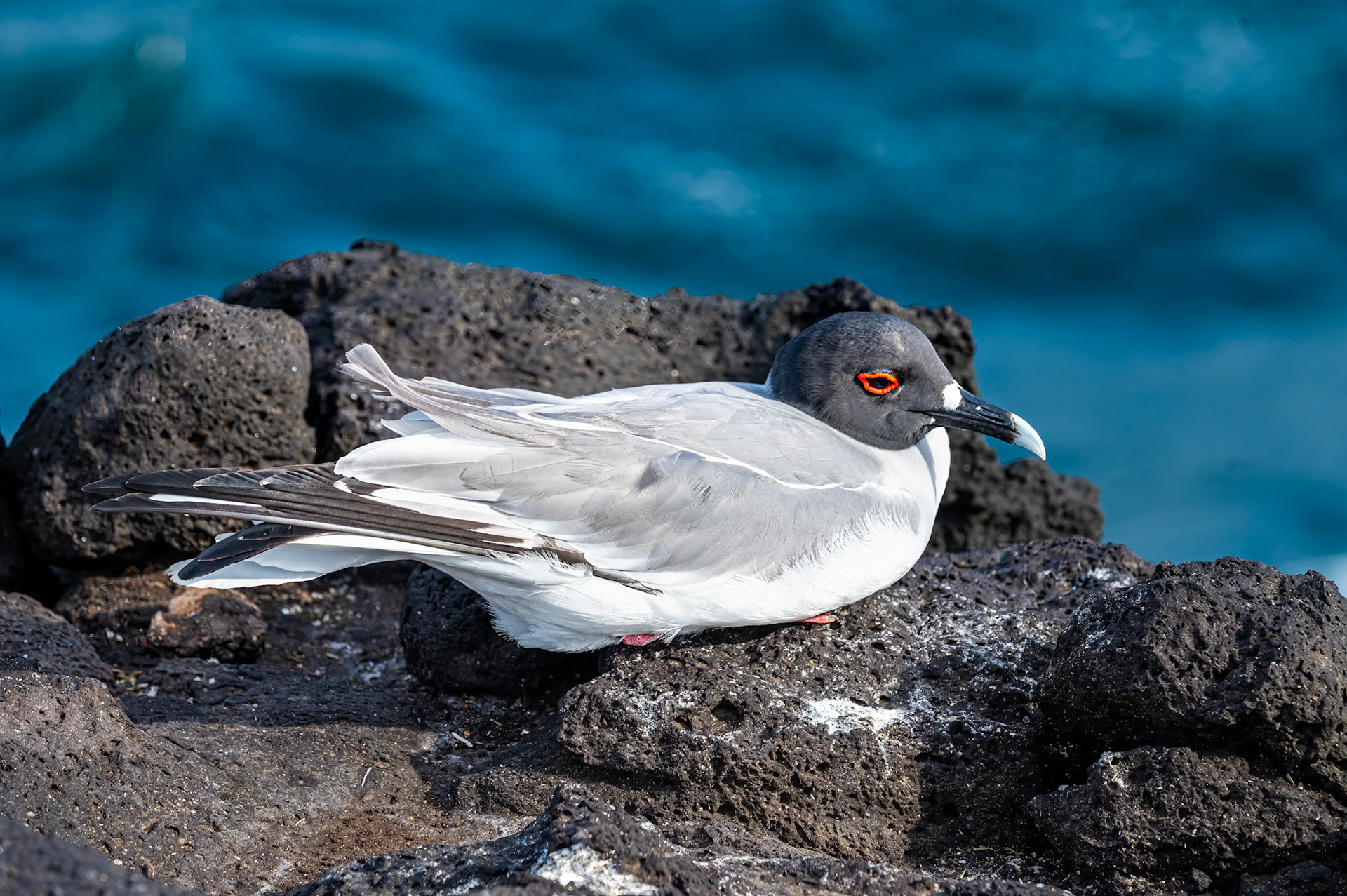 Swallow-tailed Gull