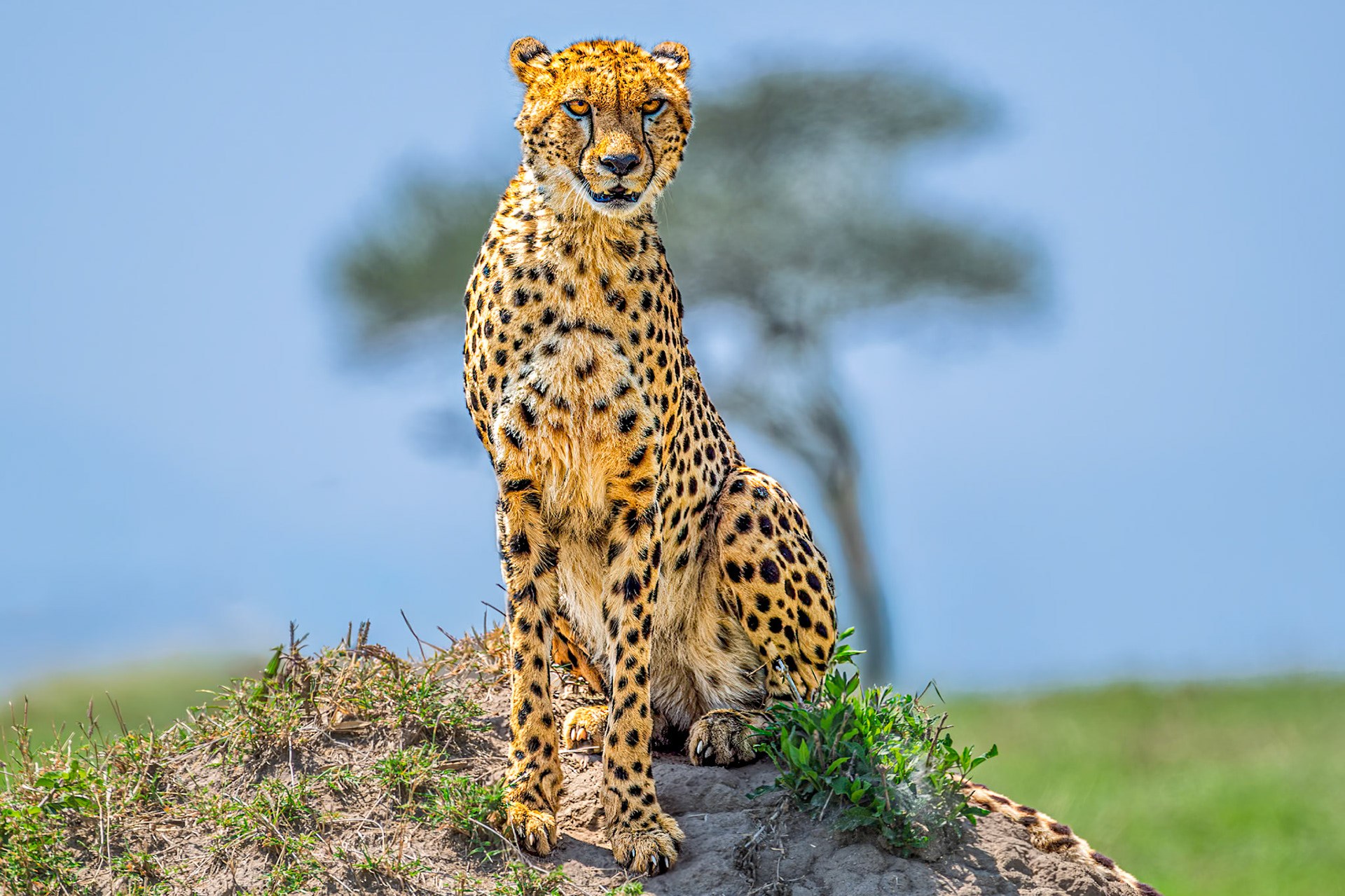 Cheetah