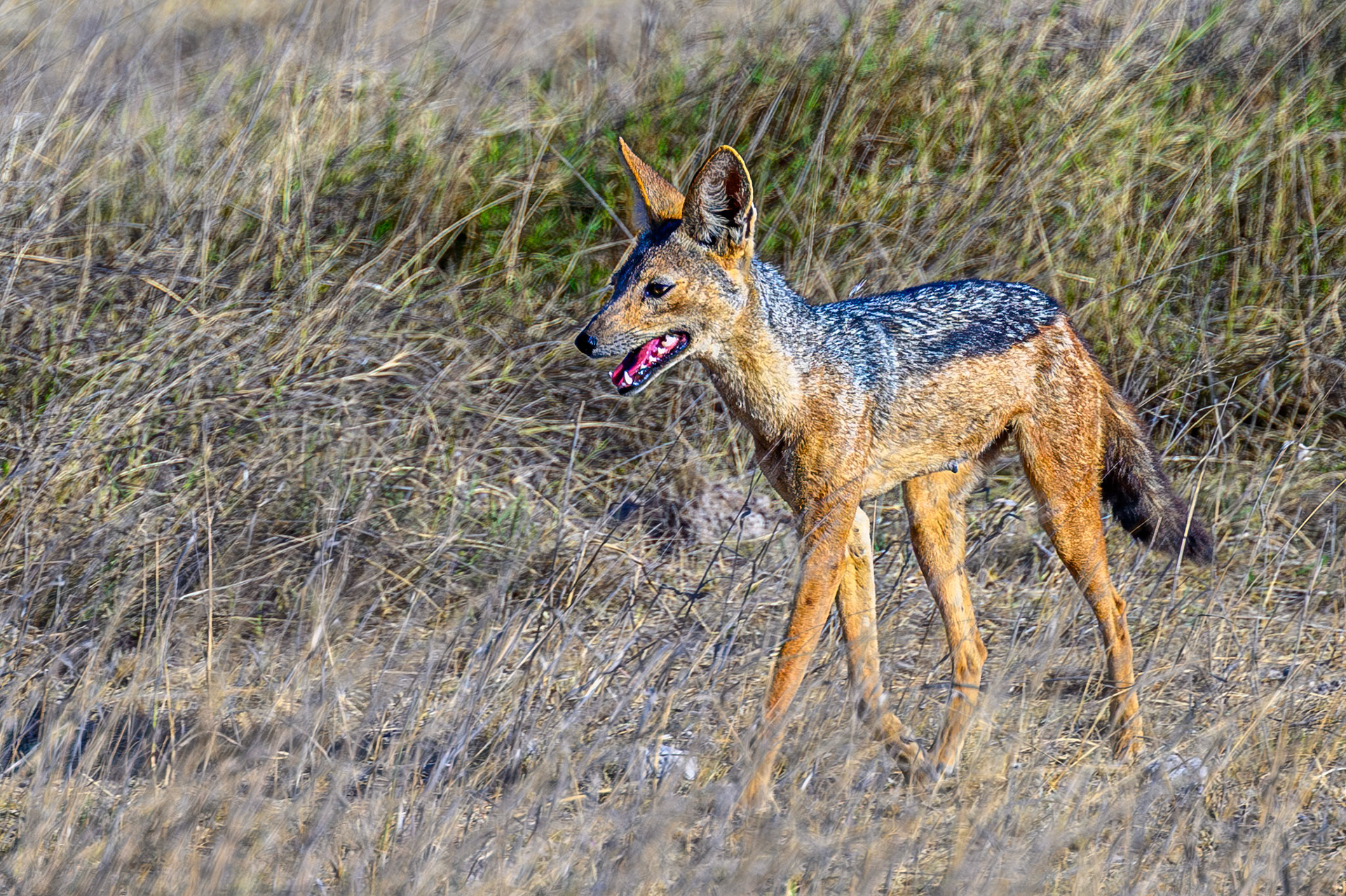 Black-backed Jackal
