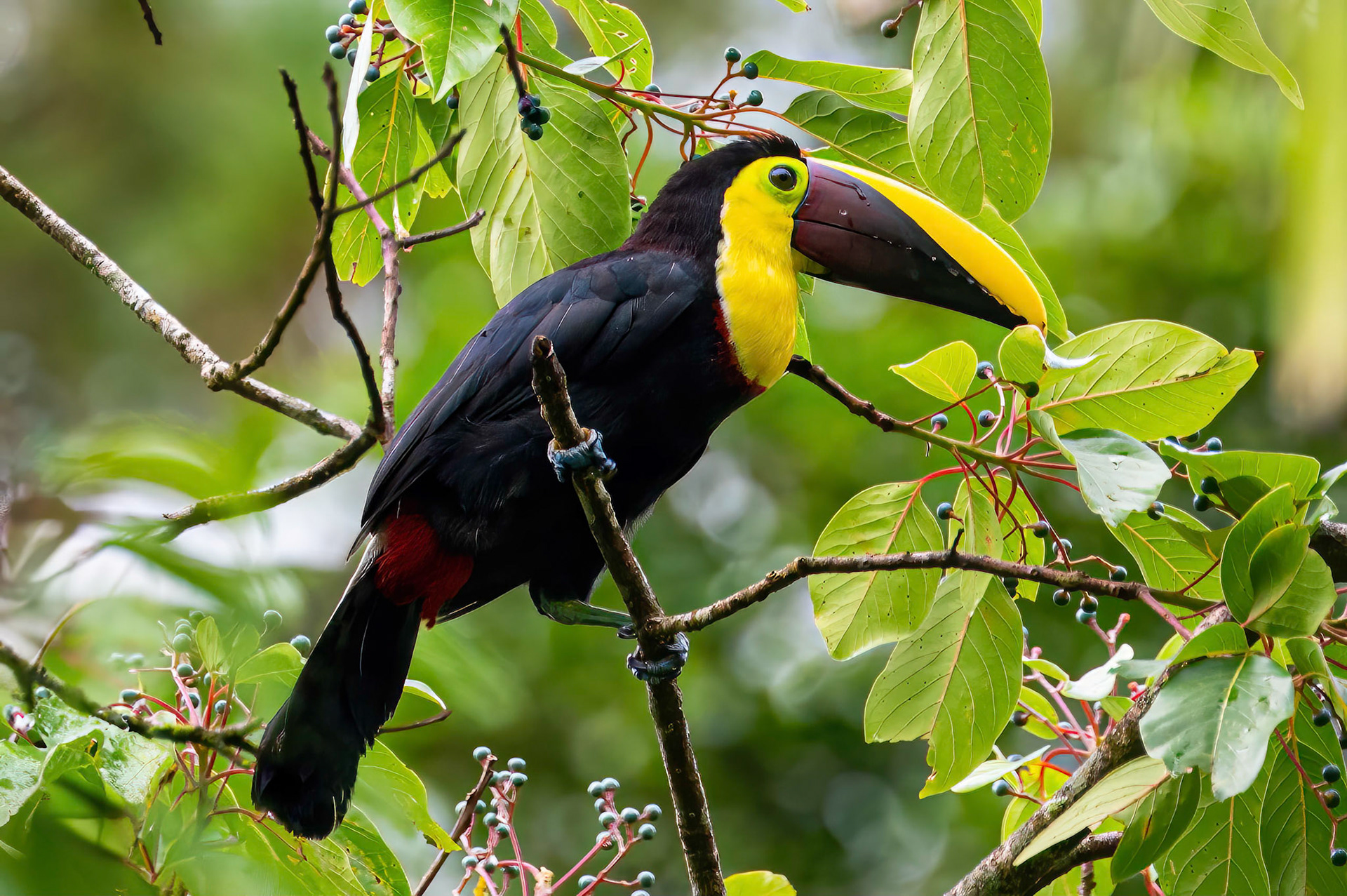 Yellow-throated Toucan