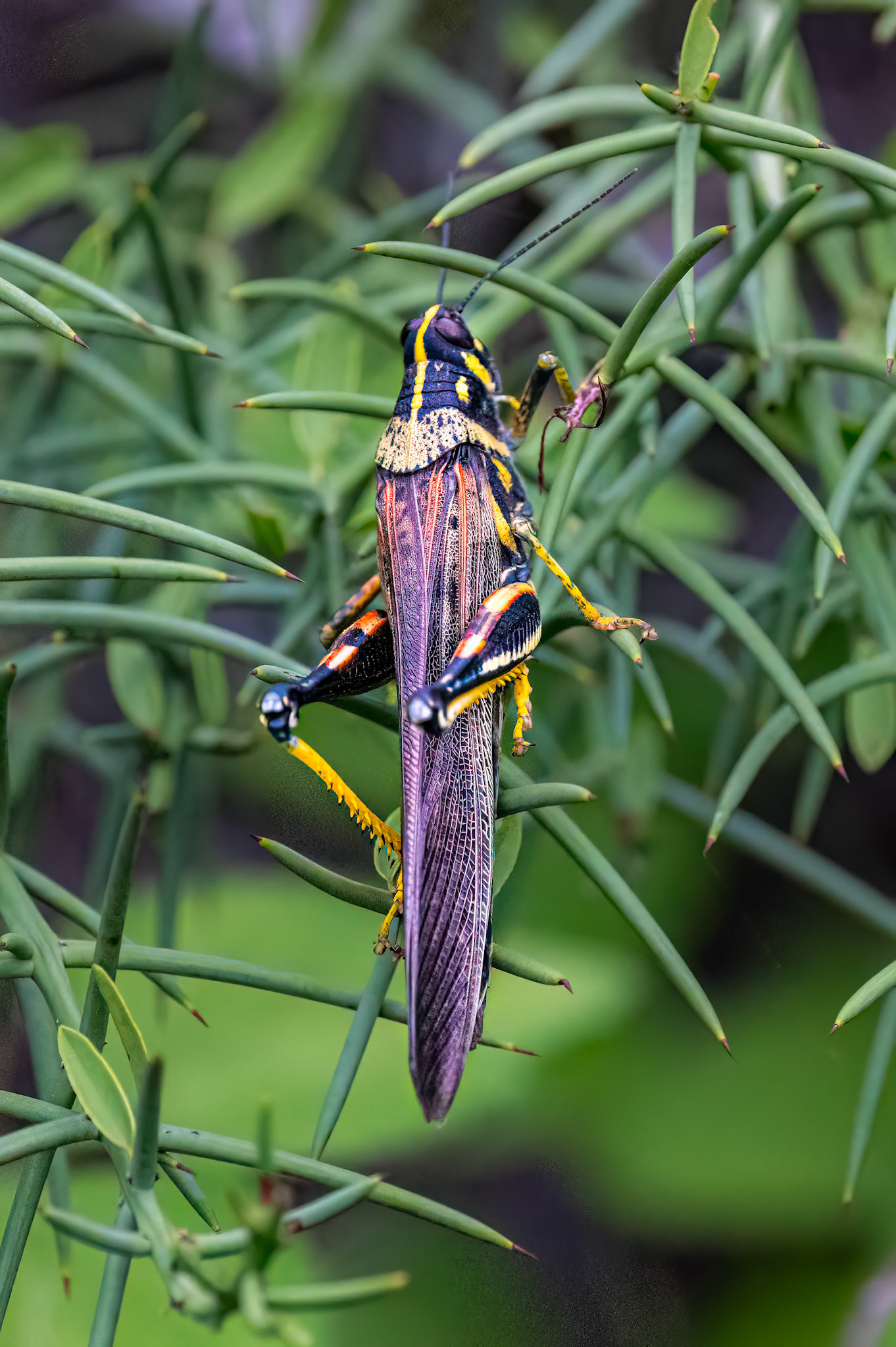 Painted Locust (8cm) - large part of diet for Galapagos hawk and lava lizards.