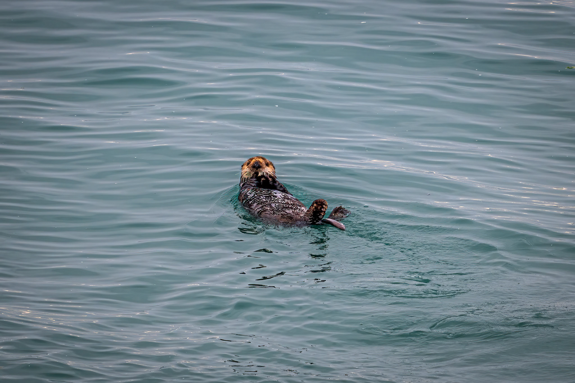 Sea Otter in Glacier Bay NP