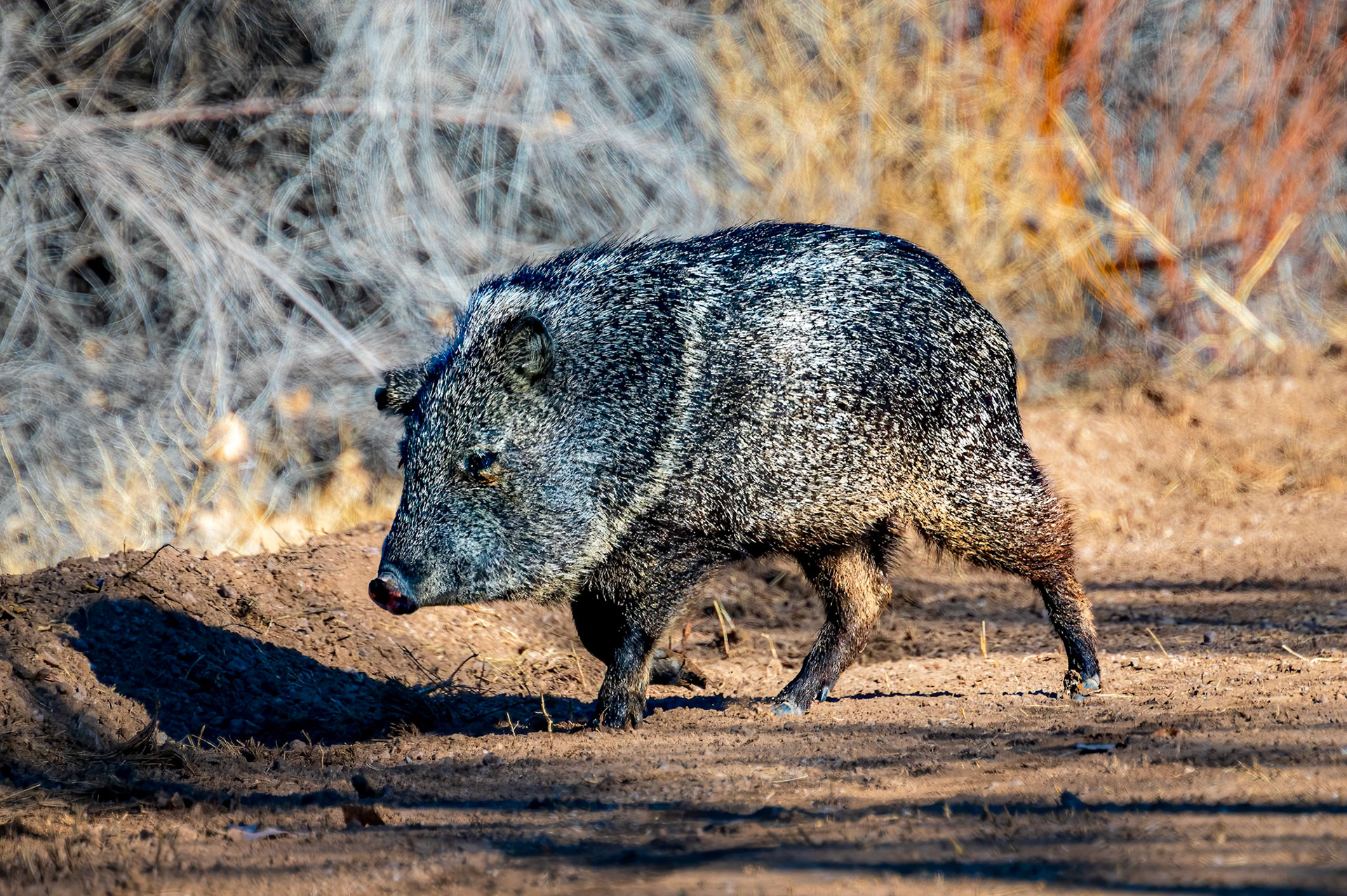 Javelina
