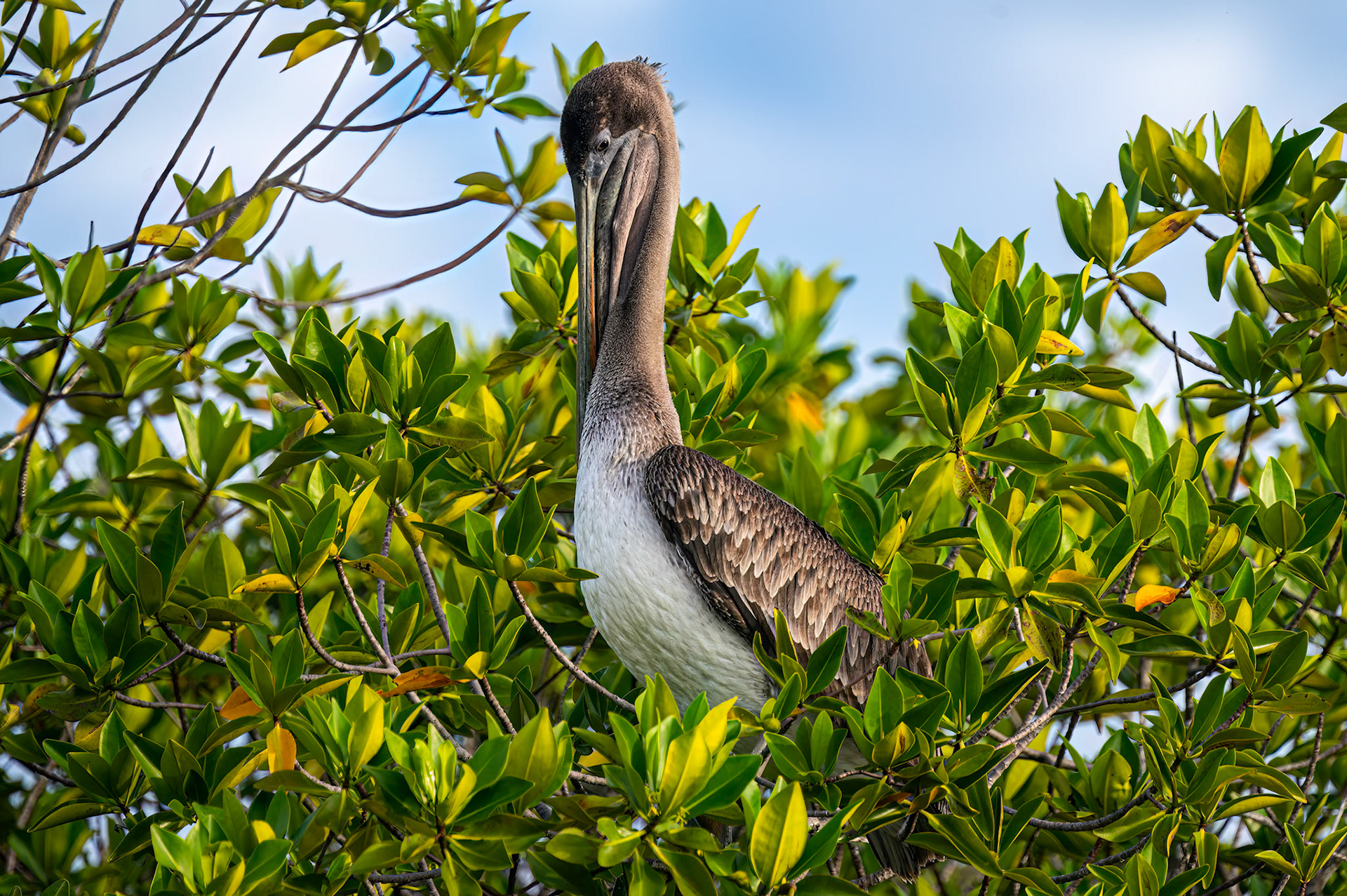 Brown Pelican preening. The pelicans nest in the top of the mangrove trees