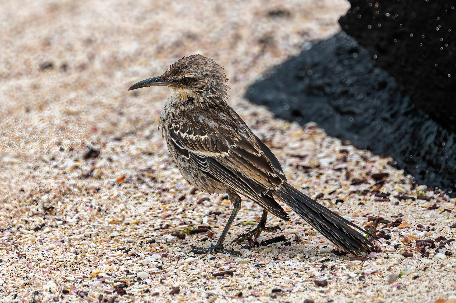 Espanola Mockingbird - Like to steal things from tourists